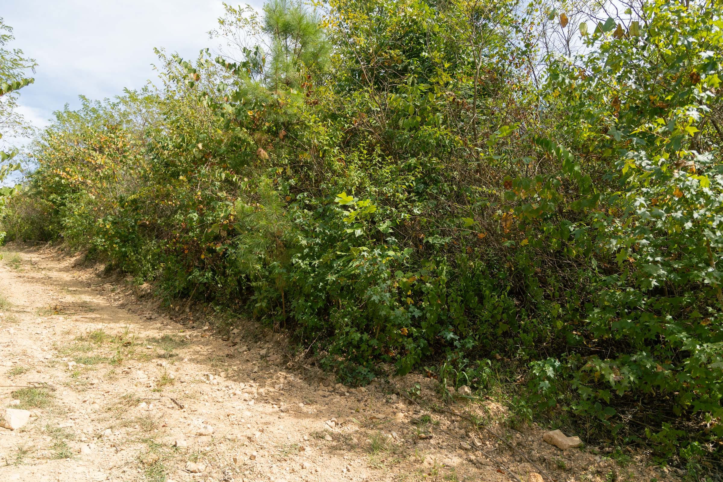 Big White Oak Tract 35 photo 4