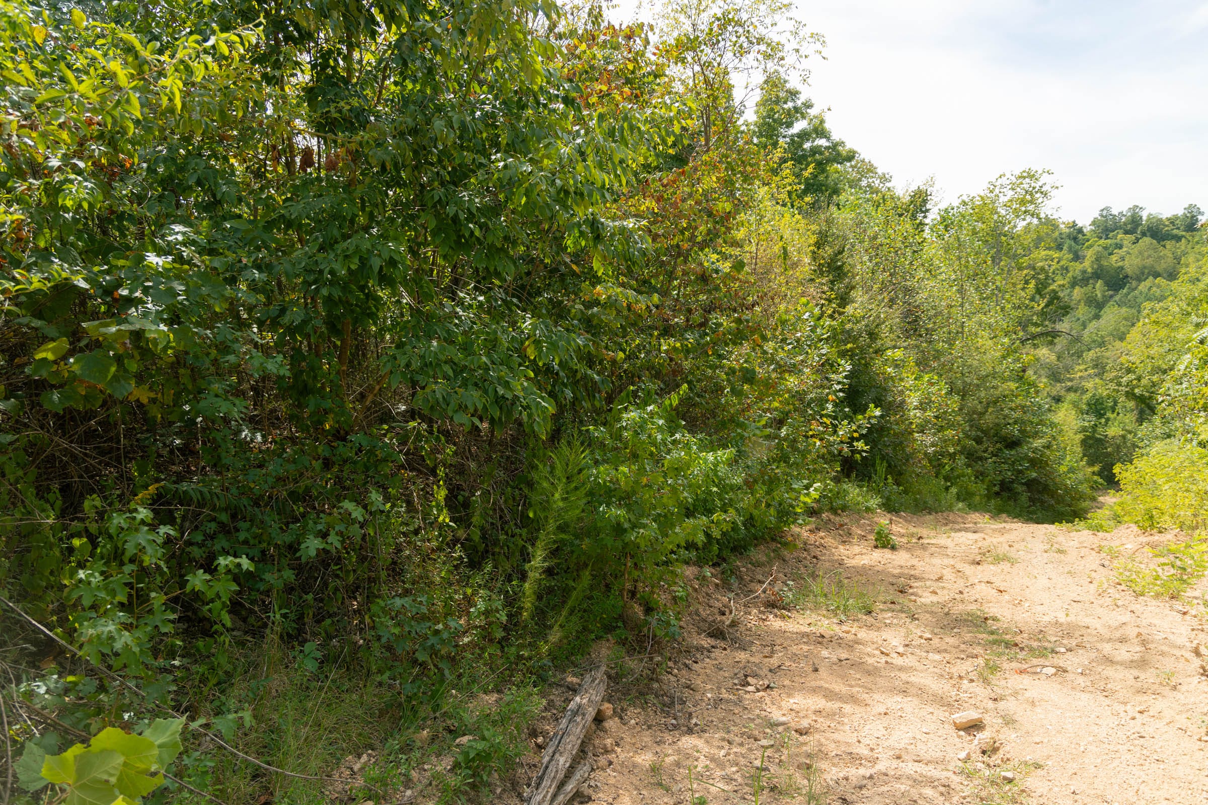 Big White Oak Tract 35 photo 5