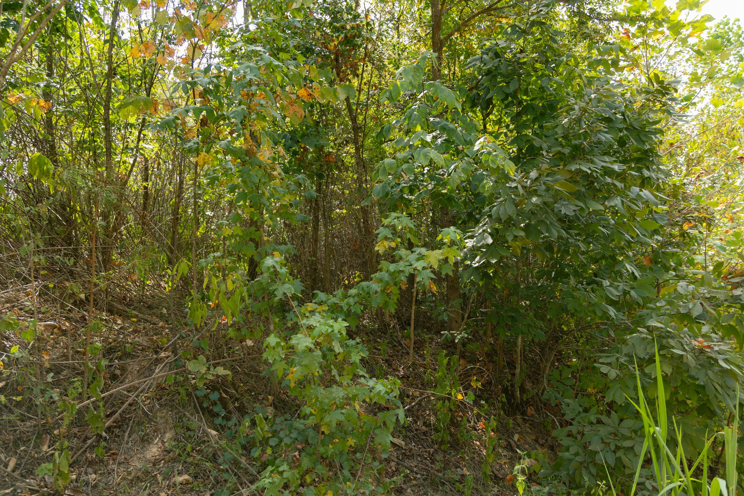 Big White Oak Tract 35 photo 3