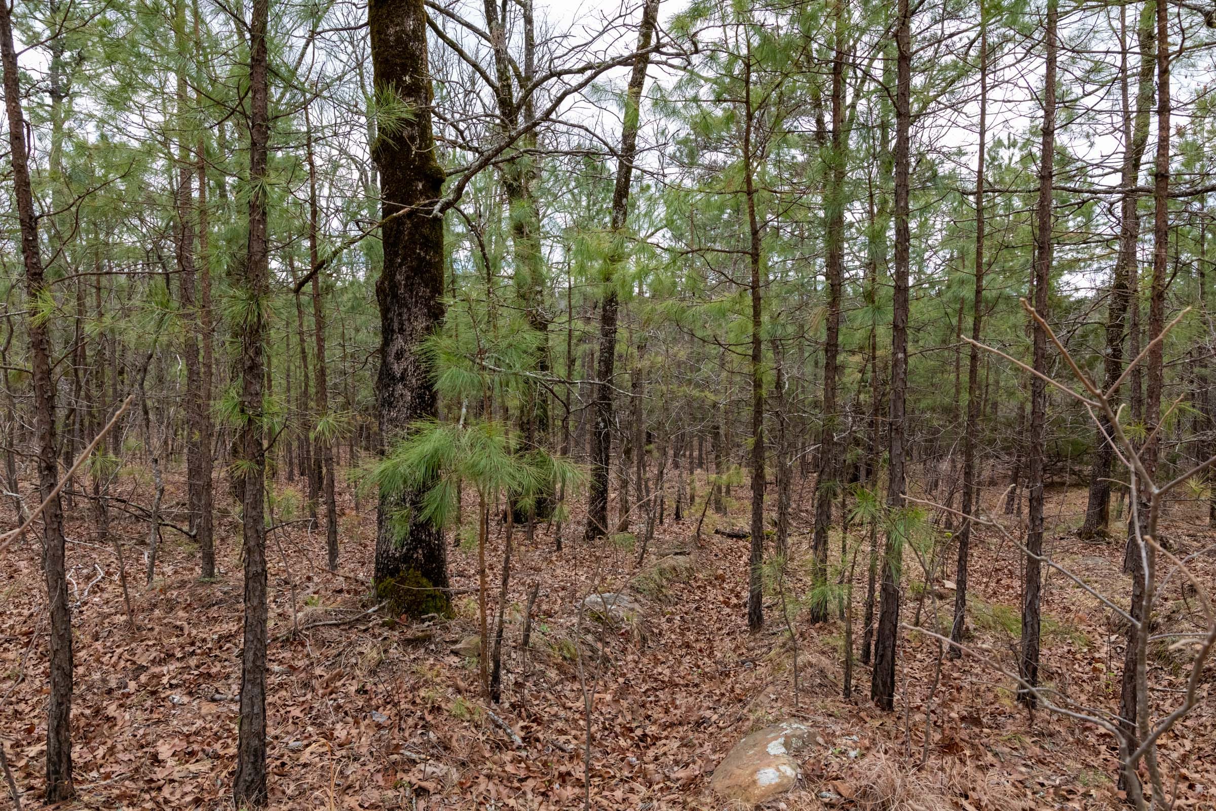 Stone Bridge Phase III Tract 218 photo 8