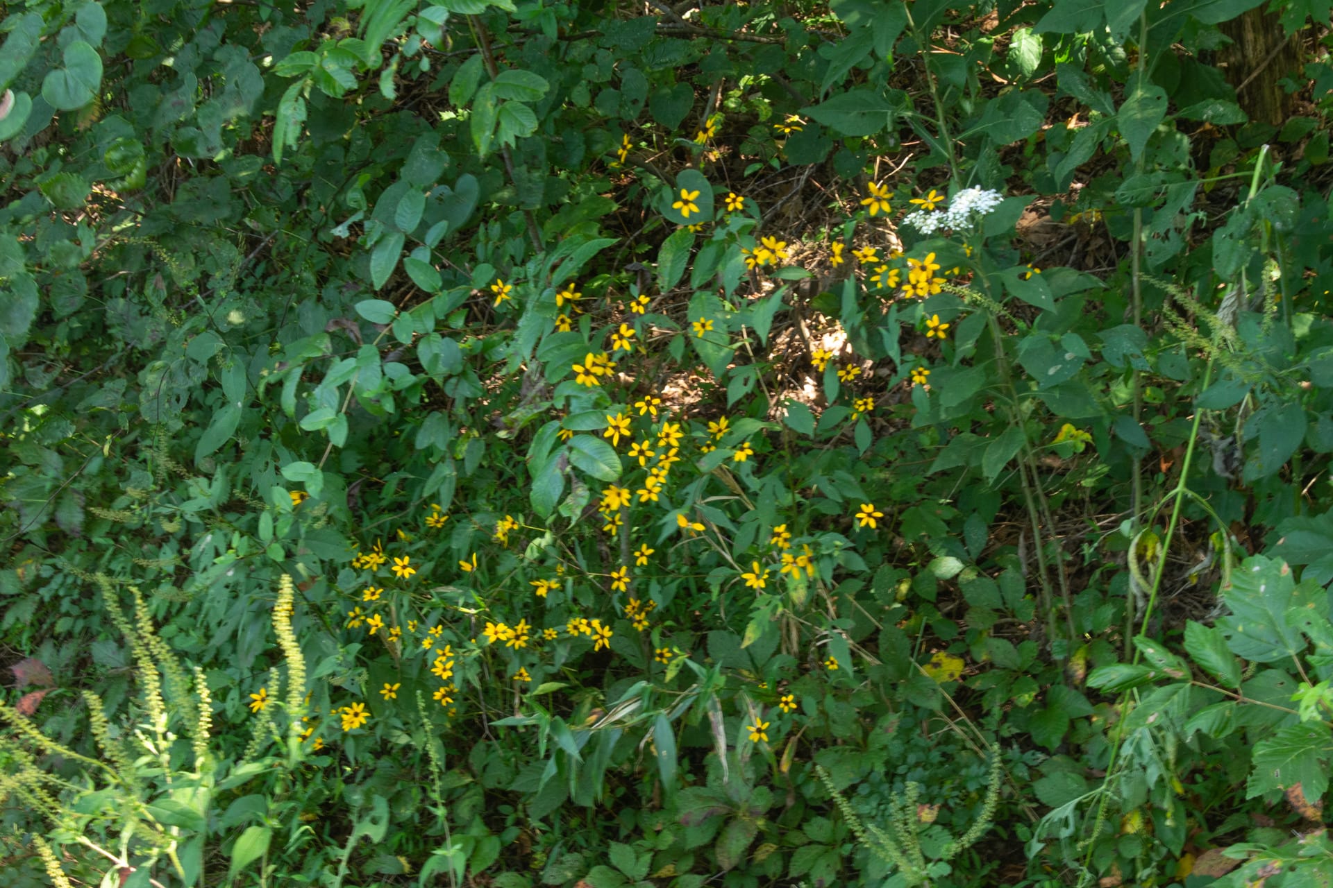 Bluegrass Ridge Tract 1 photo 3