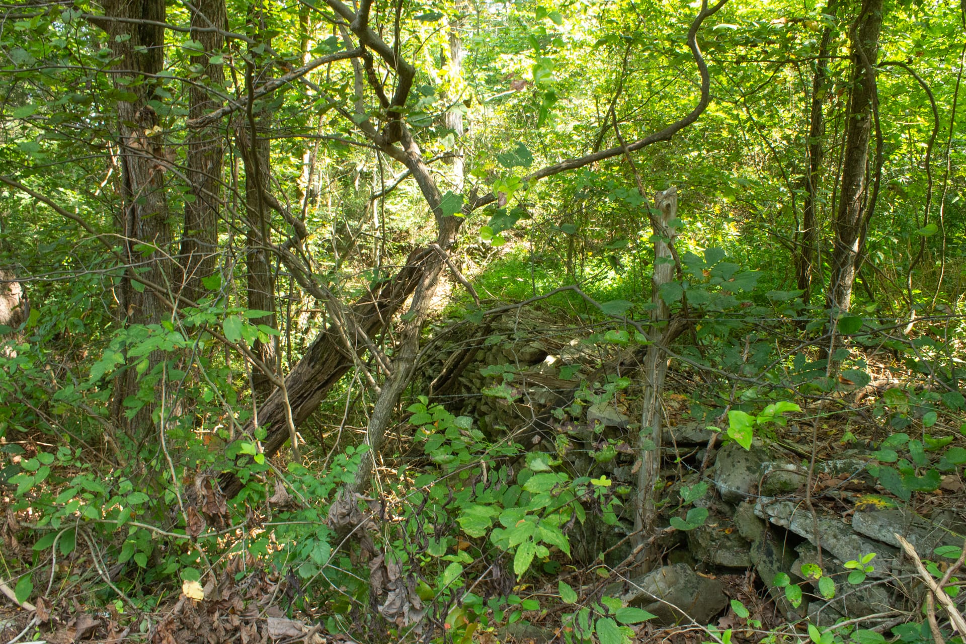 Bluegrass Ridge Tract 1 photo 6