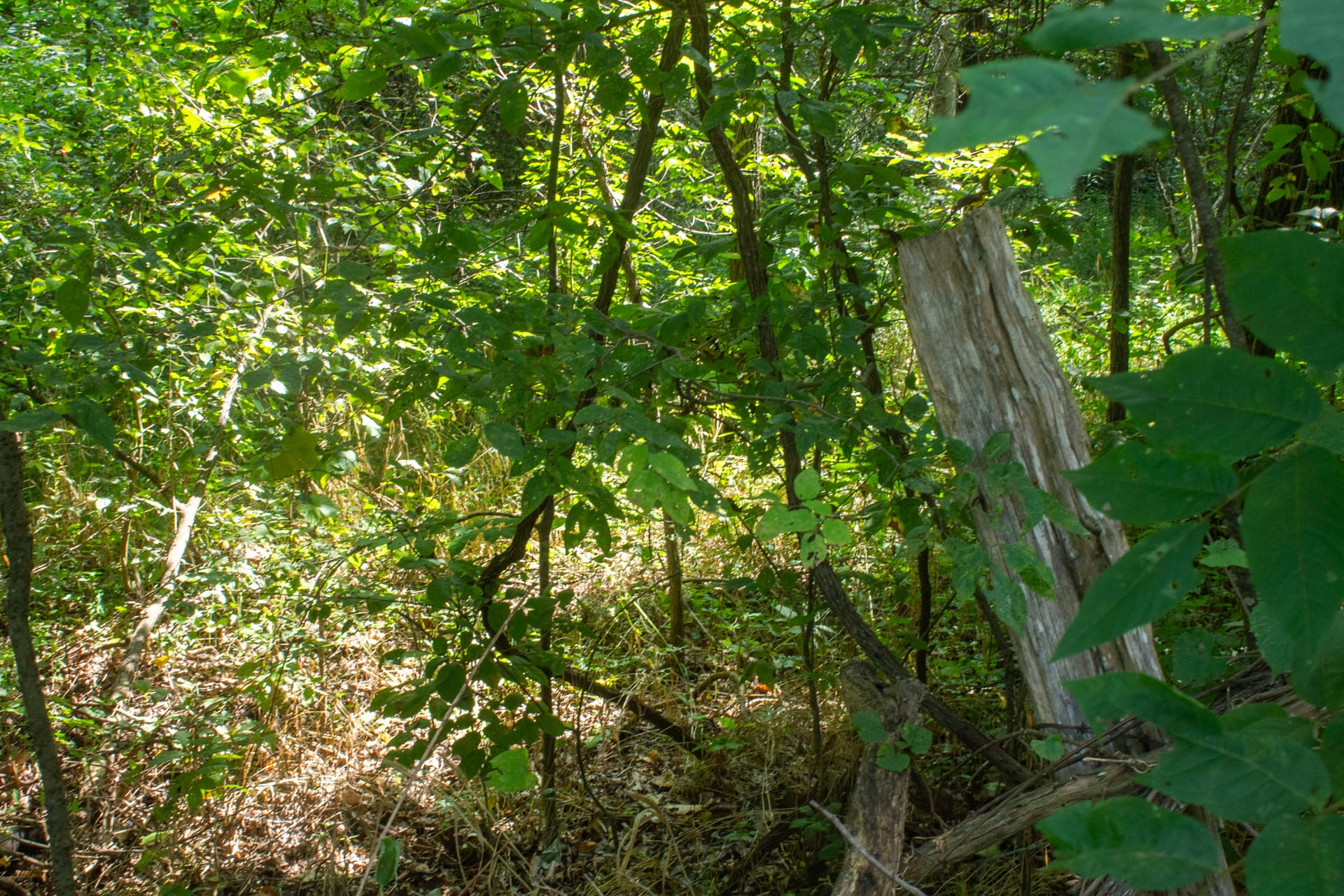 Bluegrass Ridge Tract 1 photo 8