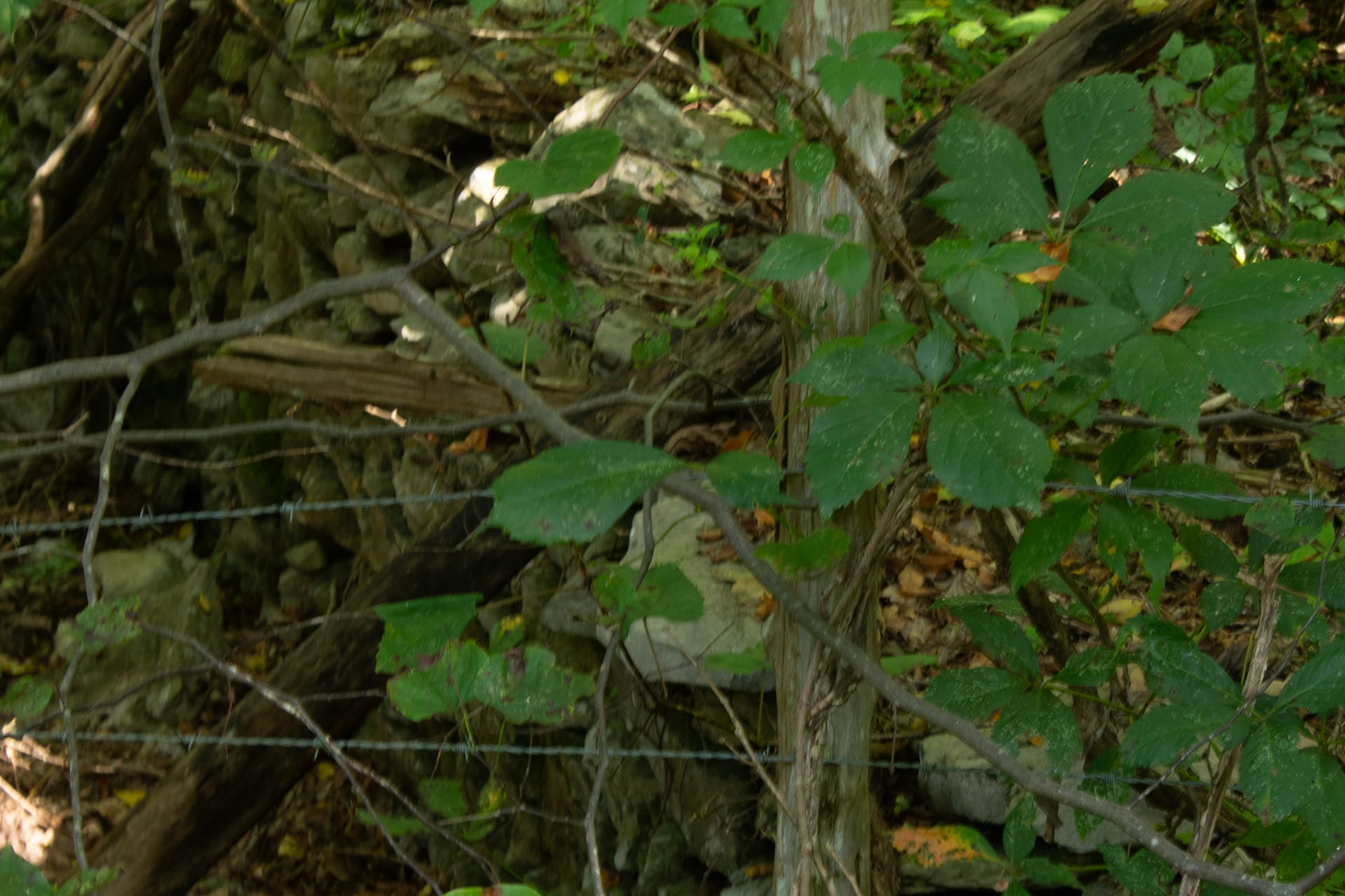 Bluegrass Ridge Tract 1 photo 9