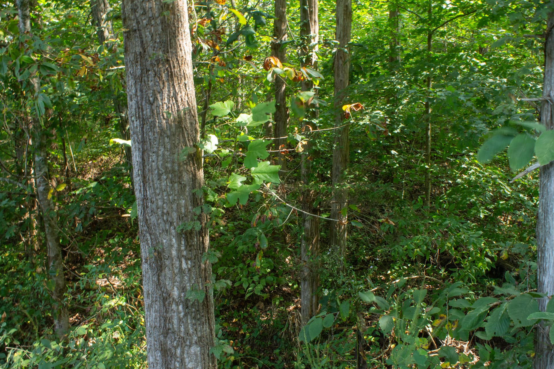 Bluegrass Ridge Tract 1 photo 10