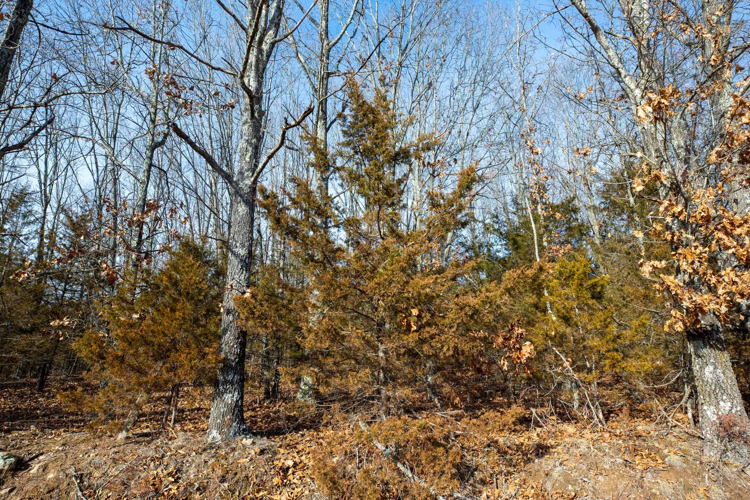 Forest Hill Tract 9 photo 3
