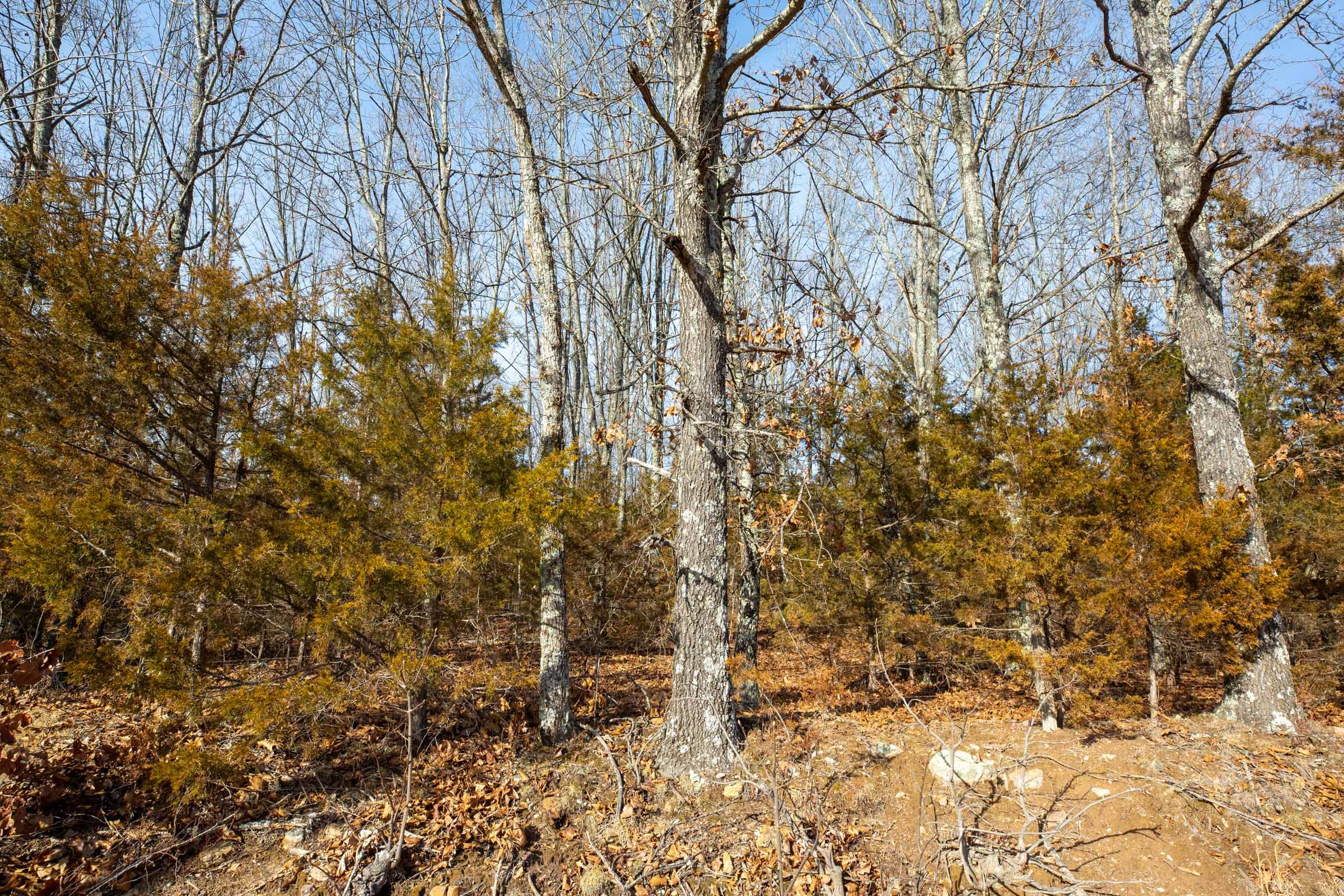 Forest Hill Tract 9 photo 4