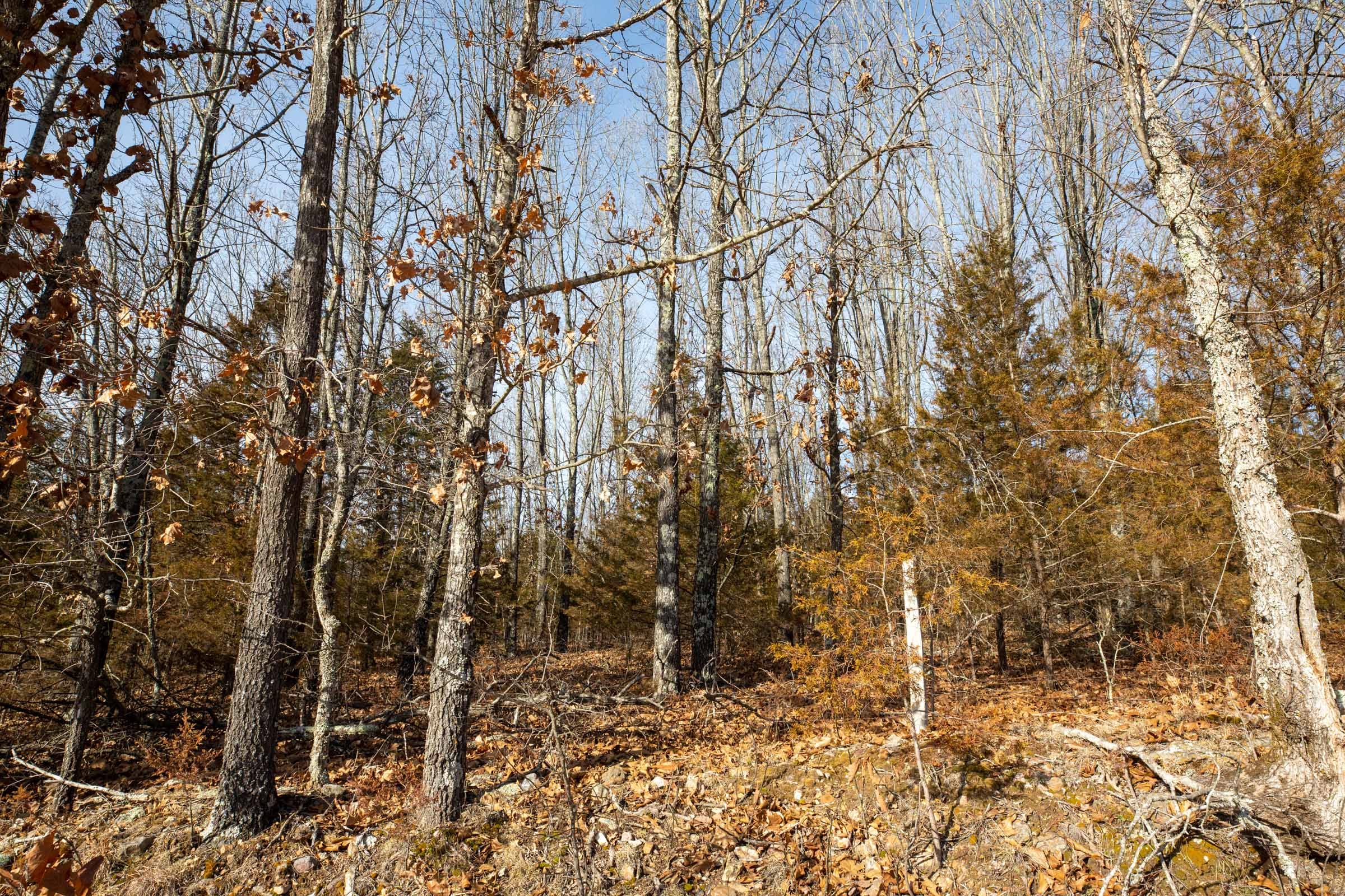 Forest Hill Tract 9 photo 8