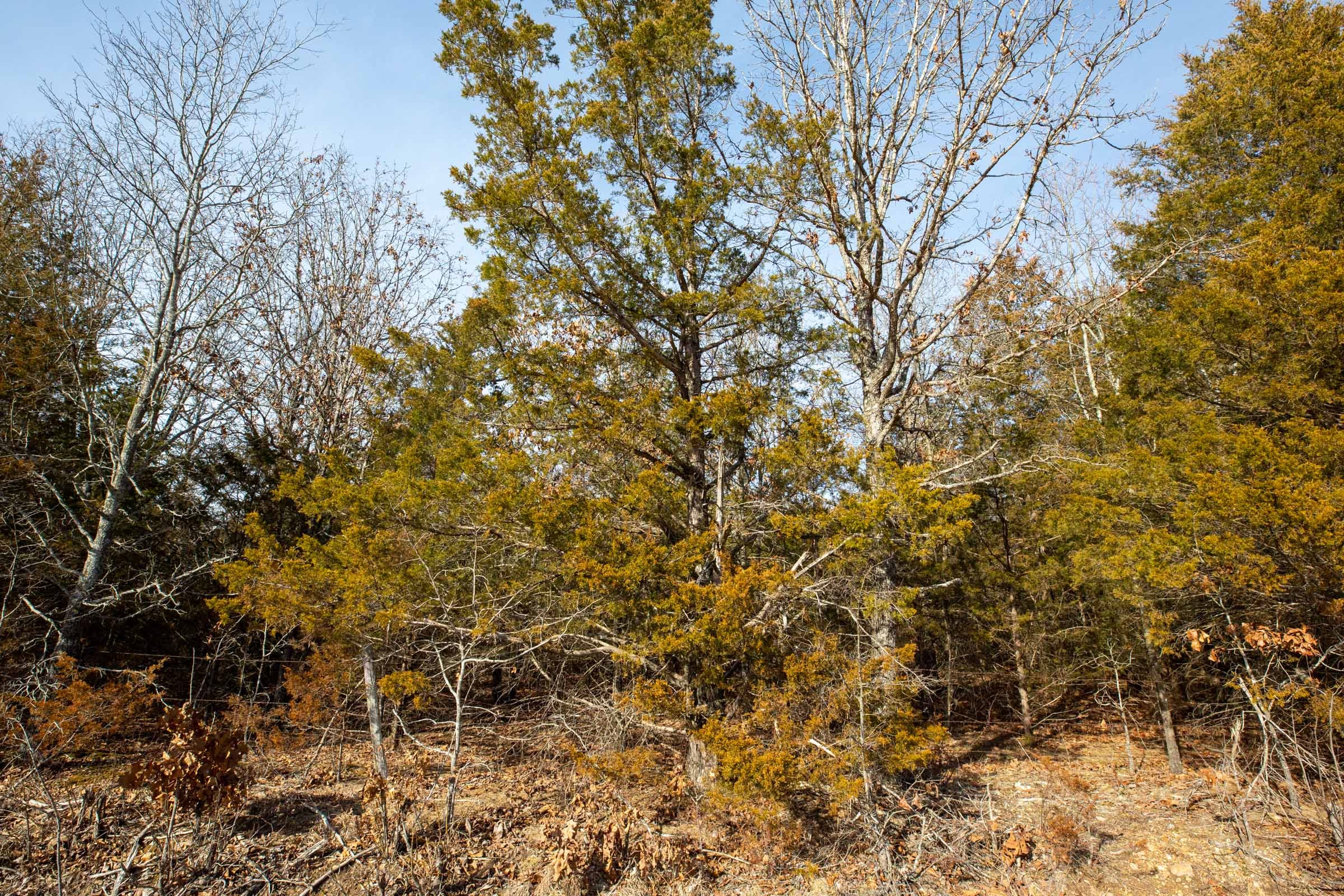 Forest Hill Tract 9 photo 12