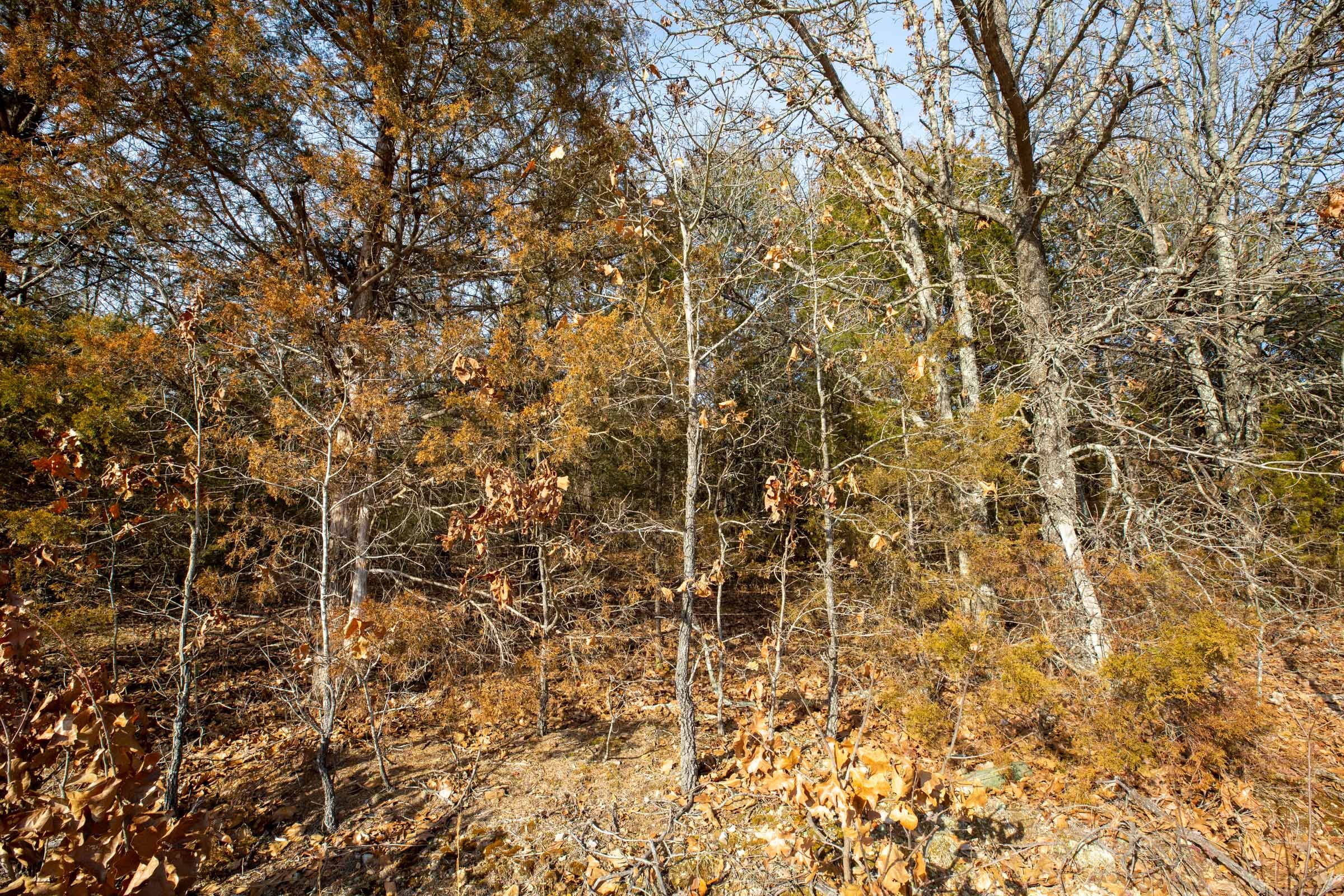 Forest Hill Tract 9 photo 7