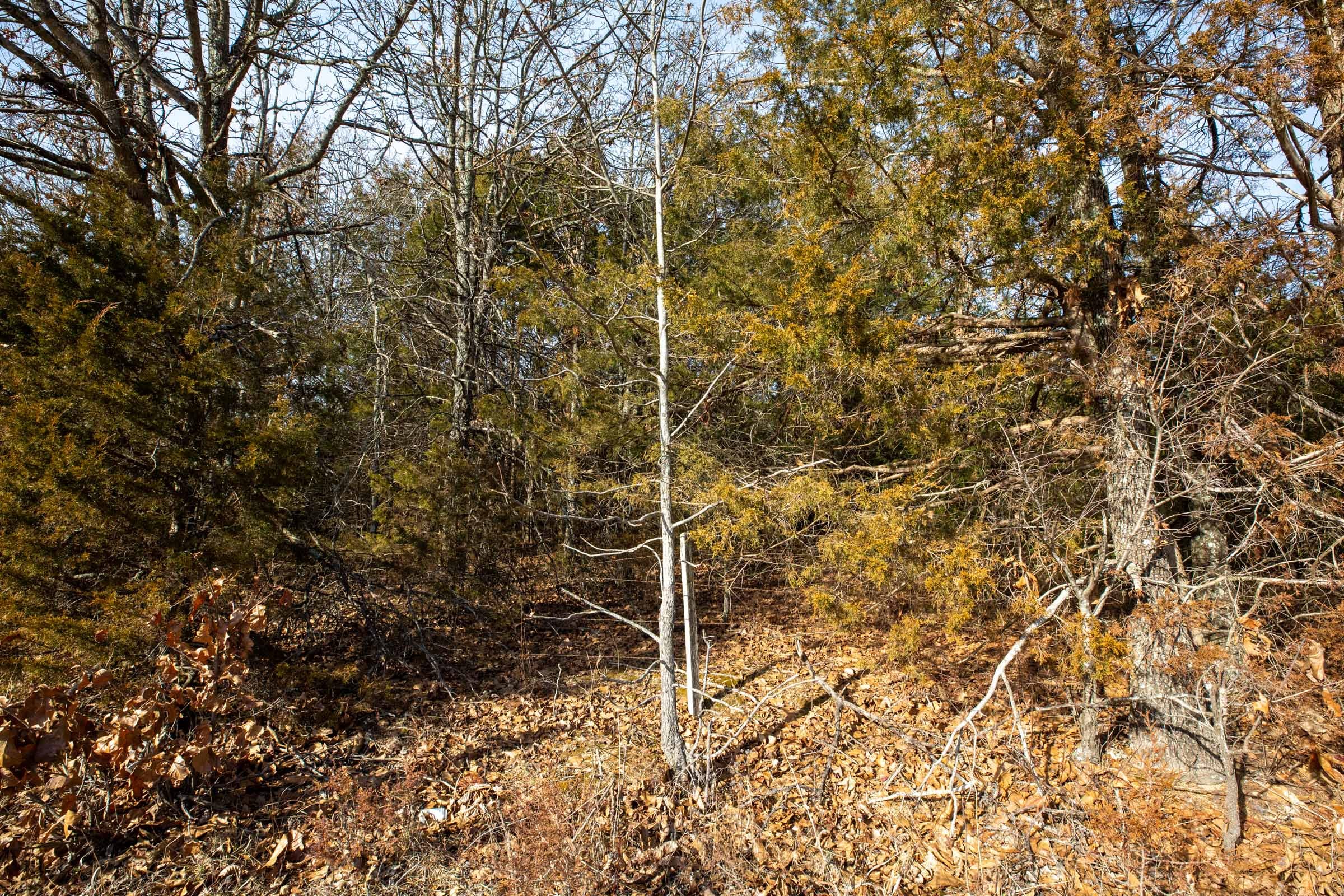 Forest Hill Tract 9 photo 9