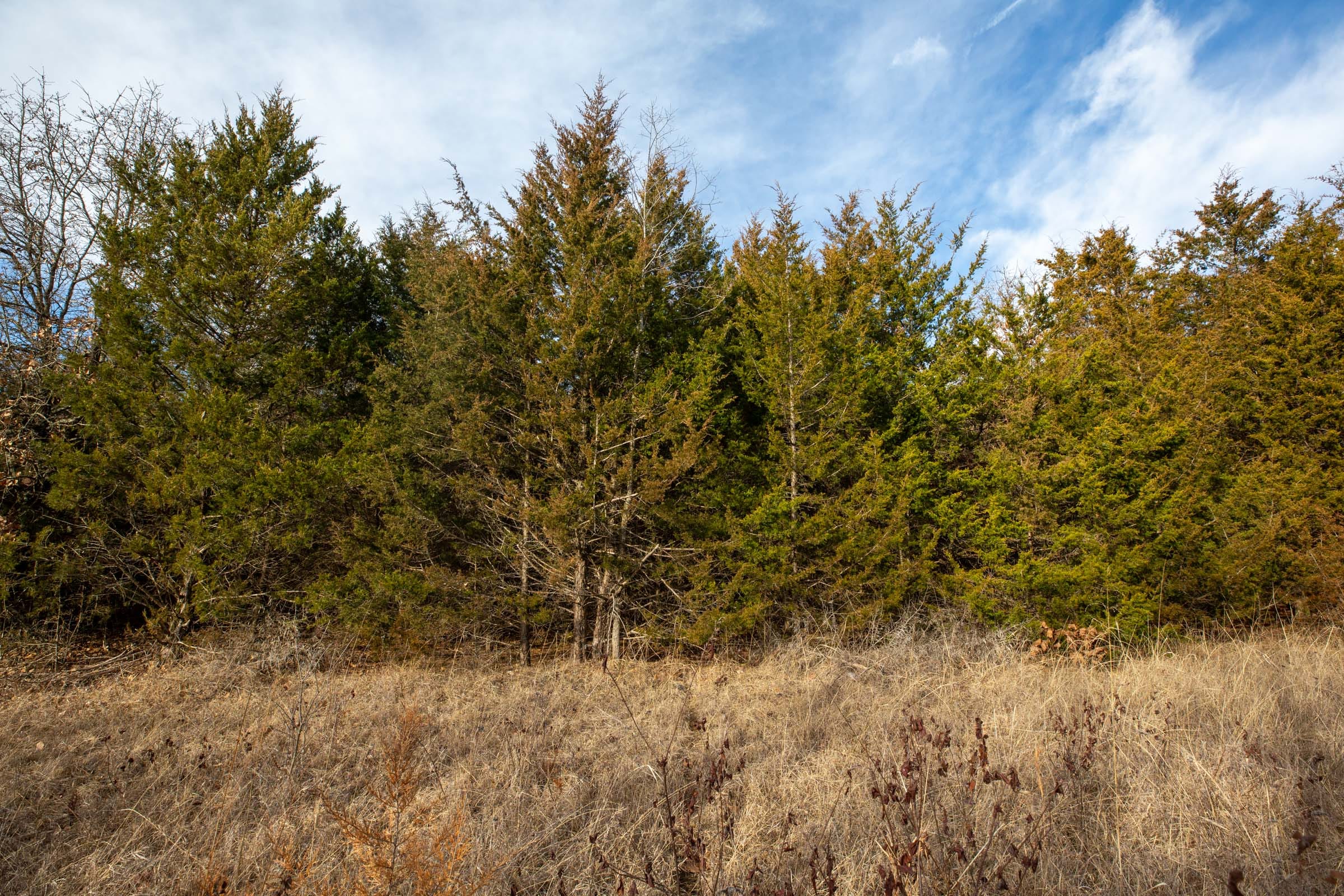 Forest Hill Tract 9 photo 13