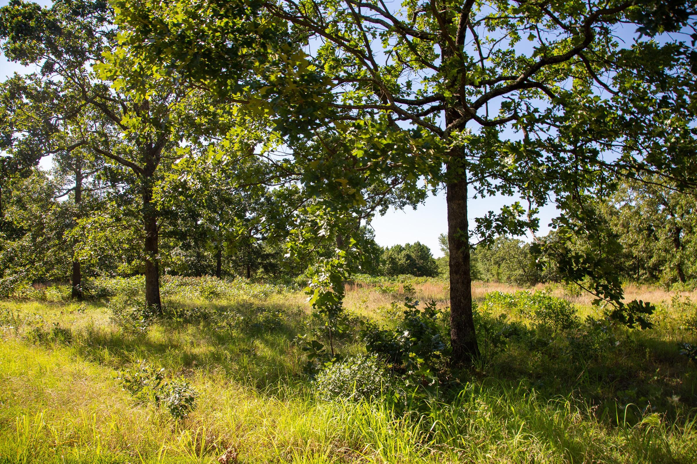 Tyler Stone Ranch Tract 15 photo 3
