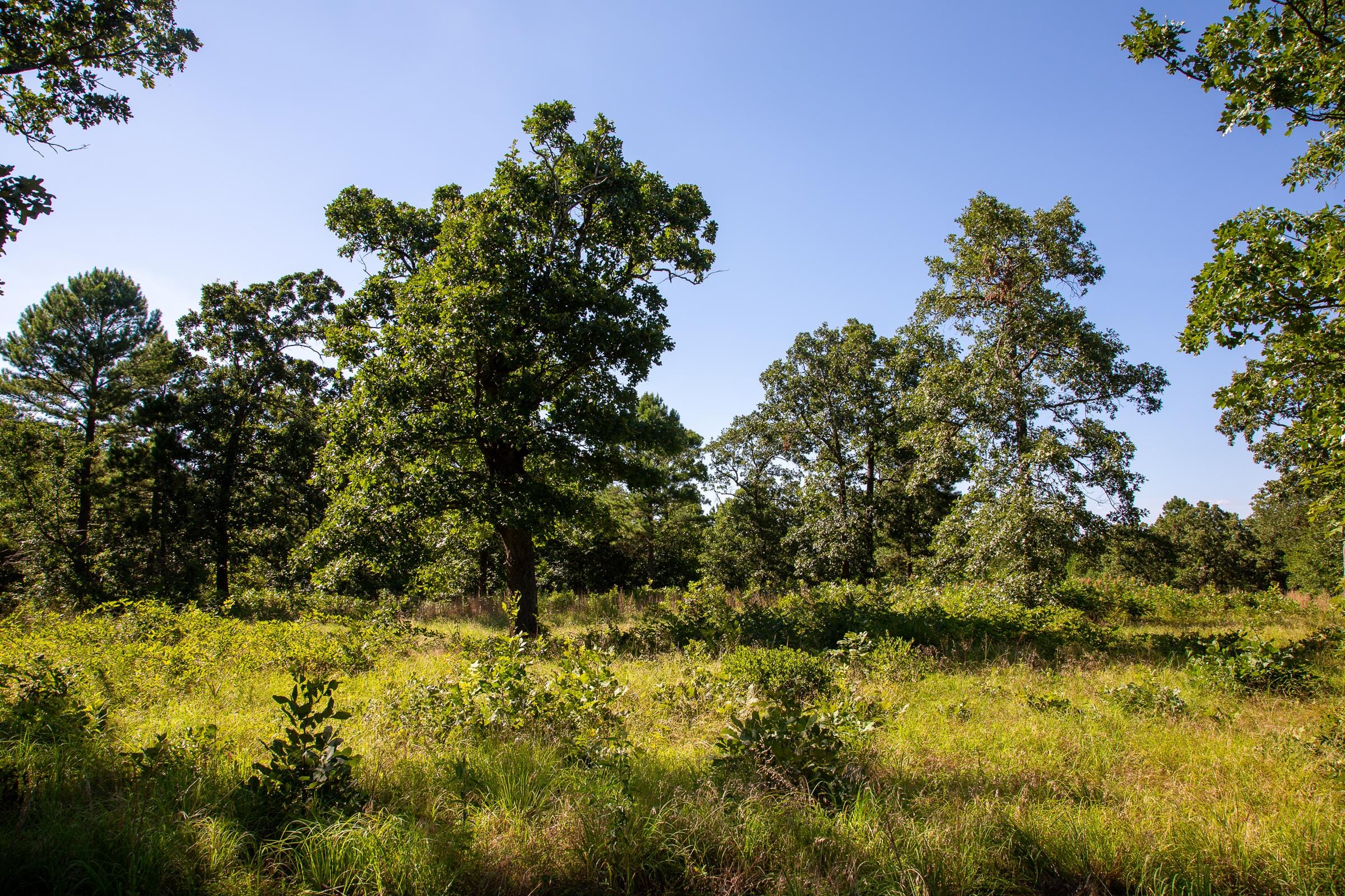 Tyler Stone Ranch Tract 15 photo 5