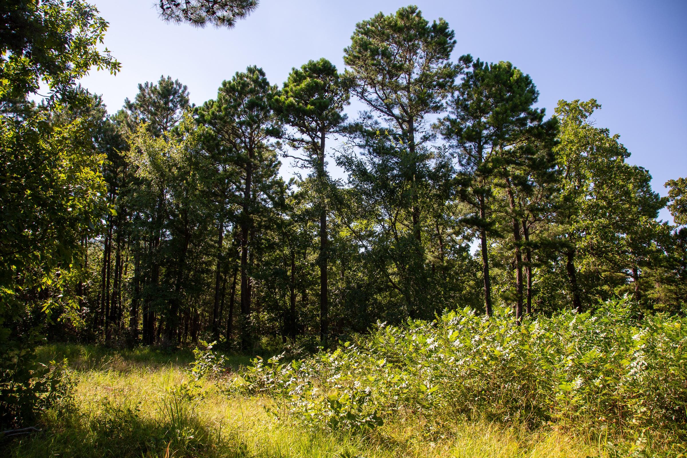 Tyler Stone Ranch Tract 15 photo 7
