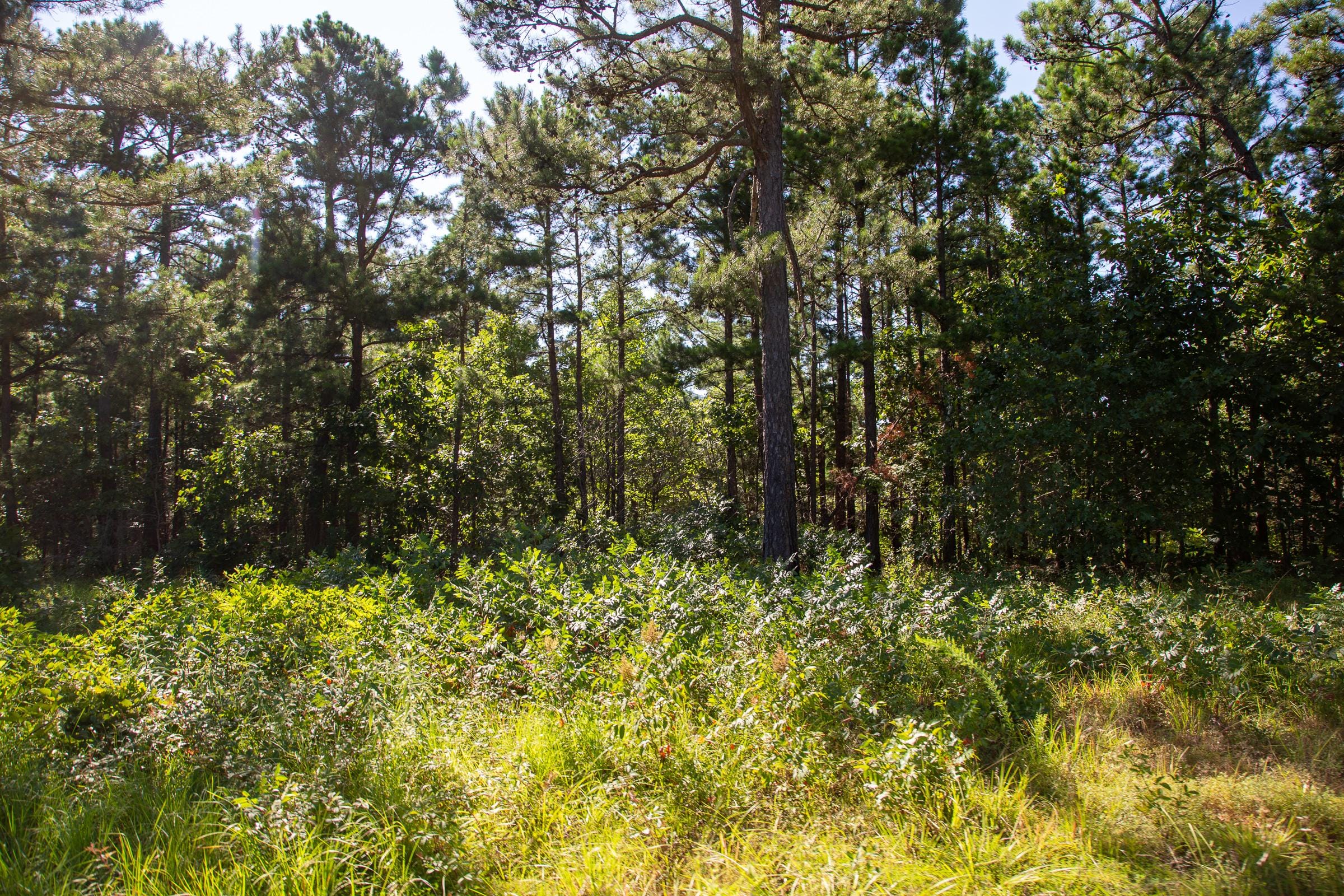 Tyler Stone Ranch Tract 15 photo 9