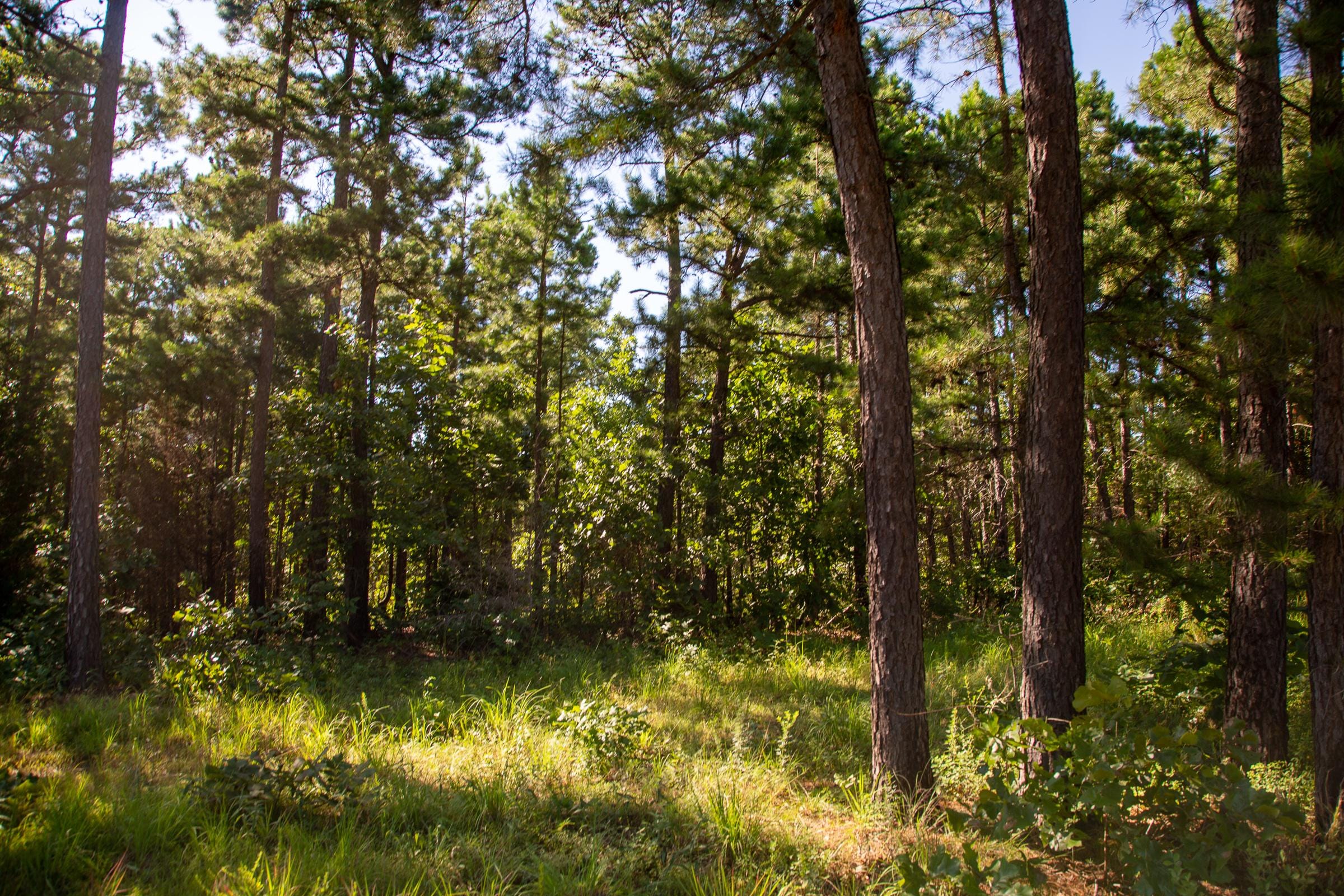 Tyler Stone Ranch Tract 15 photo 10