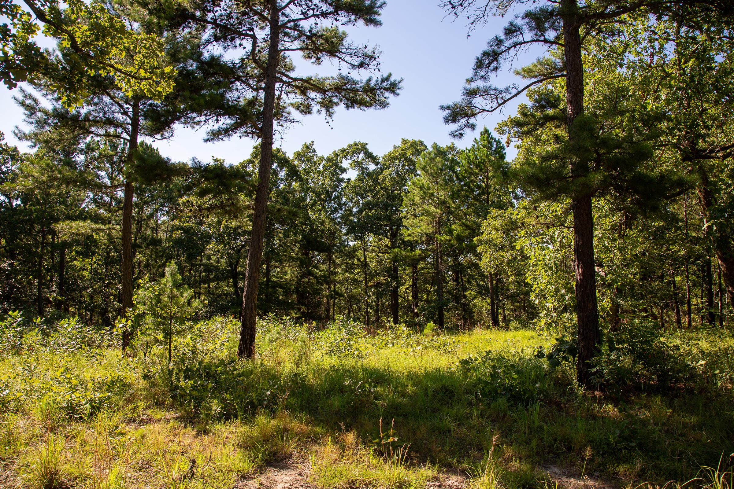 Tyler Stone Ranch Tract 15 photo 12