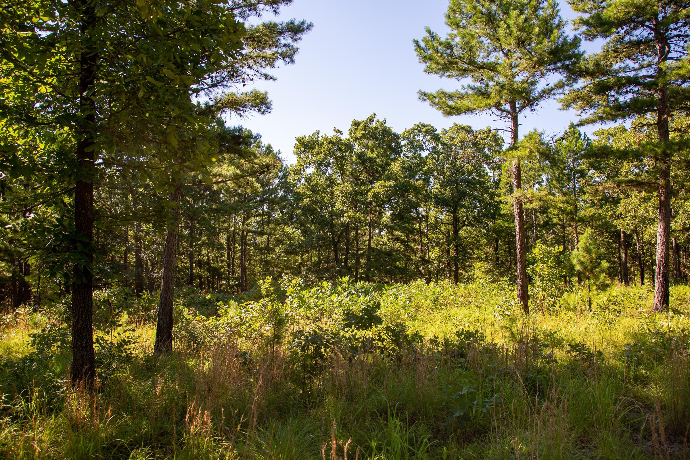Tyler Stone Ranch Tract 15 photo 13