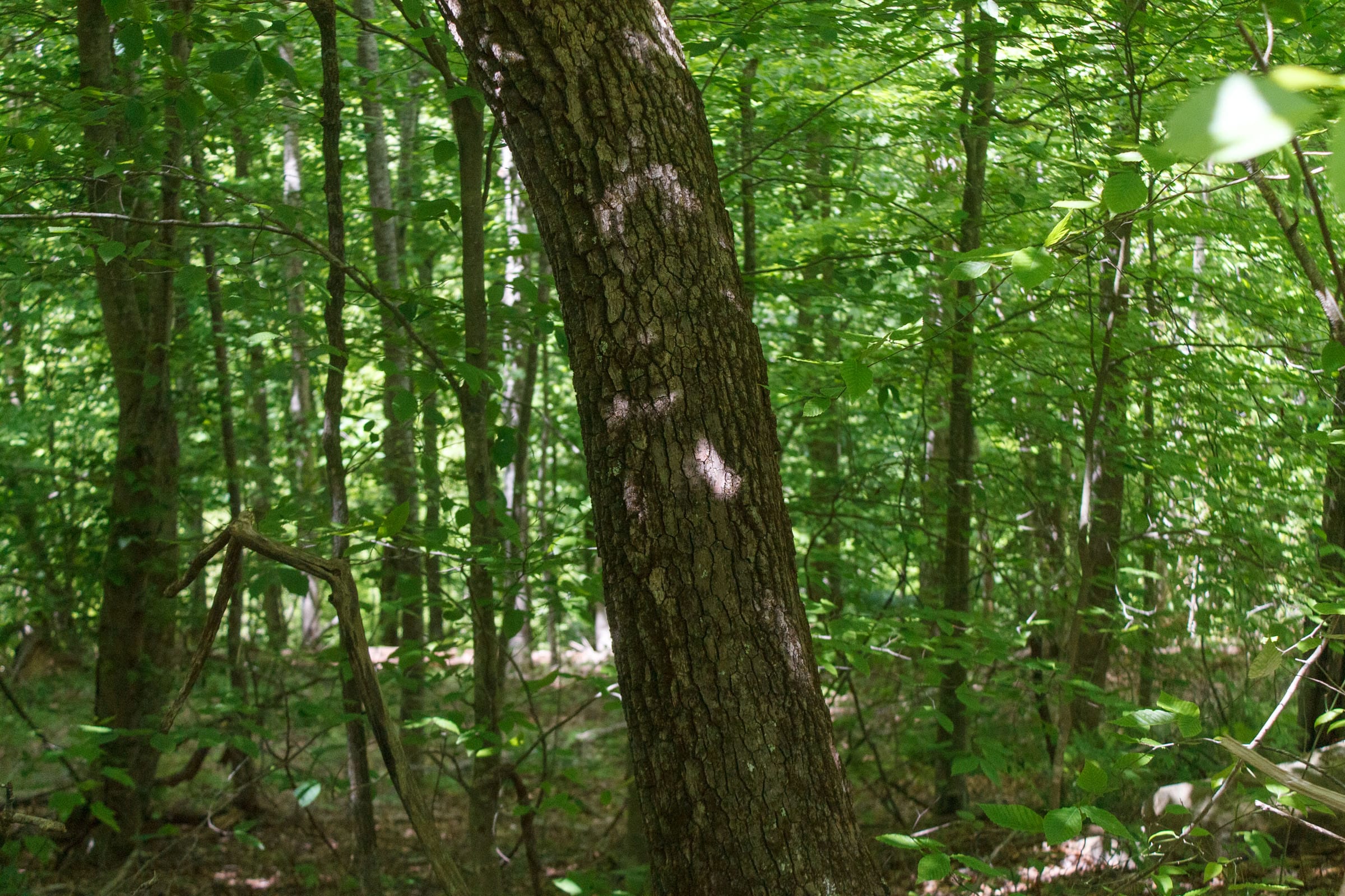 Riverbend Tract 16 photo 7