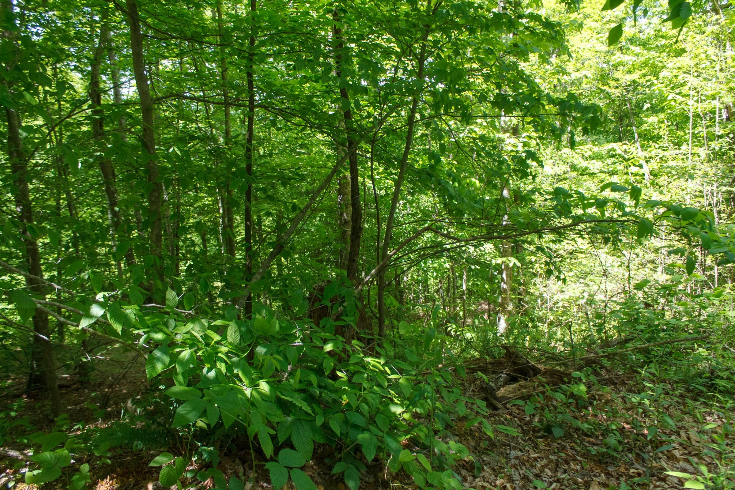 Riverbend Tract 16 photo 5