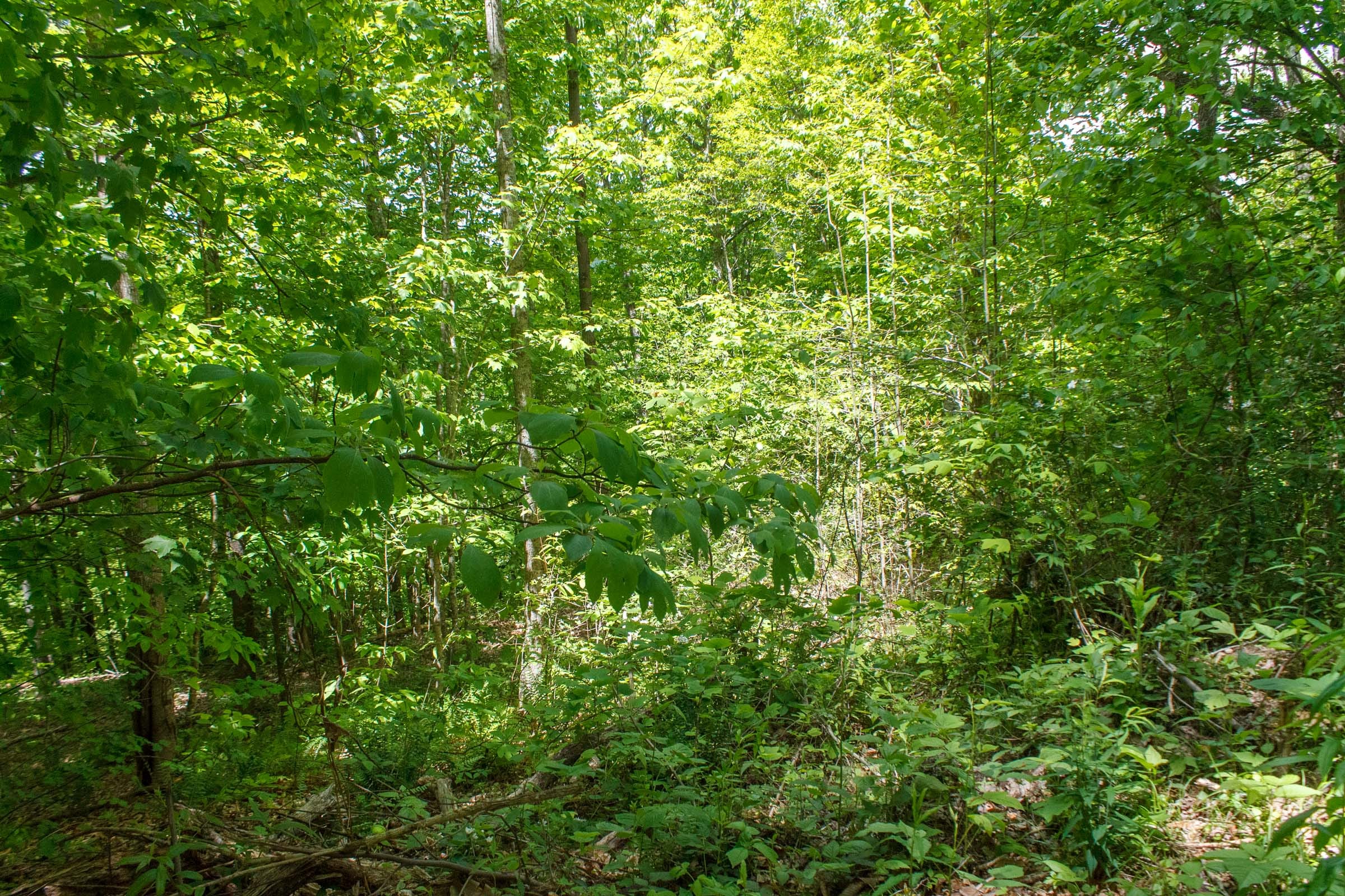 Riverbend Tract 16 photo 6