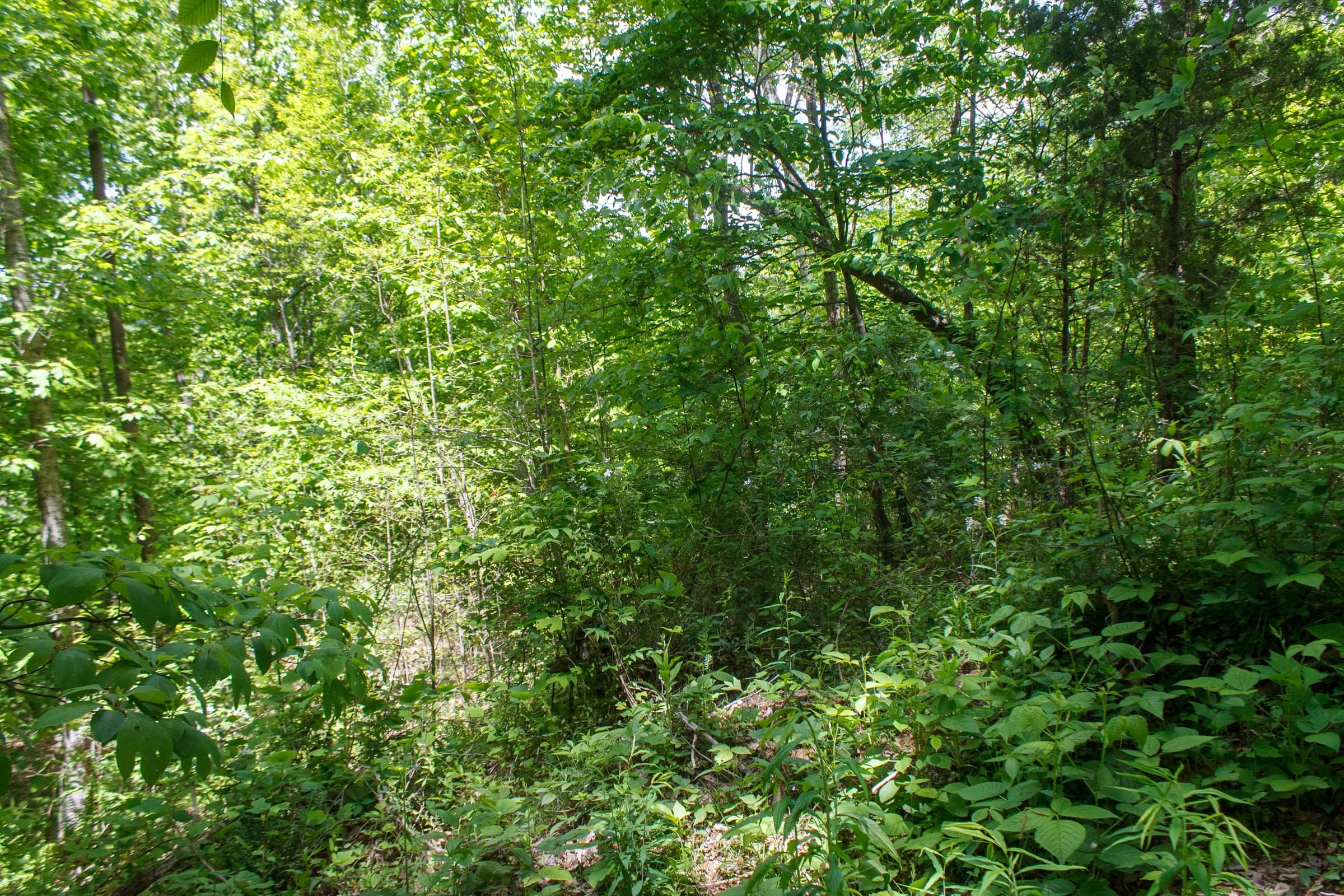 Riverbend Tract 16 photo 8