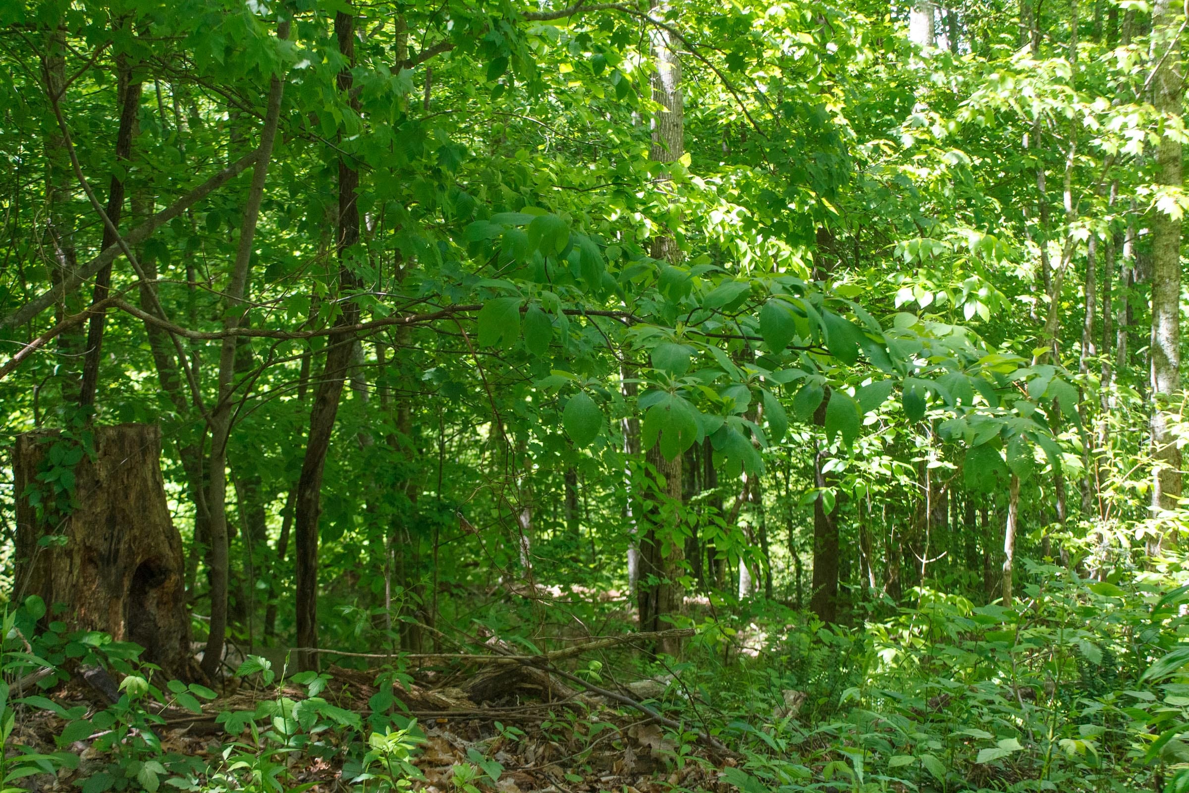Riverbend Tract 16 photo 9