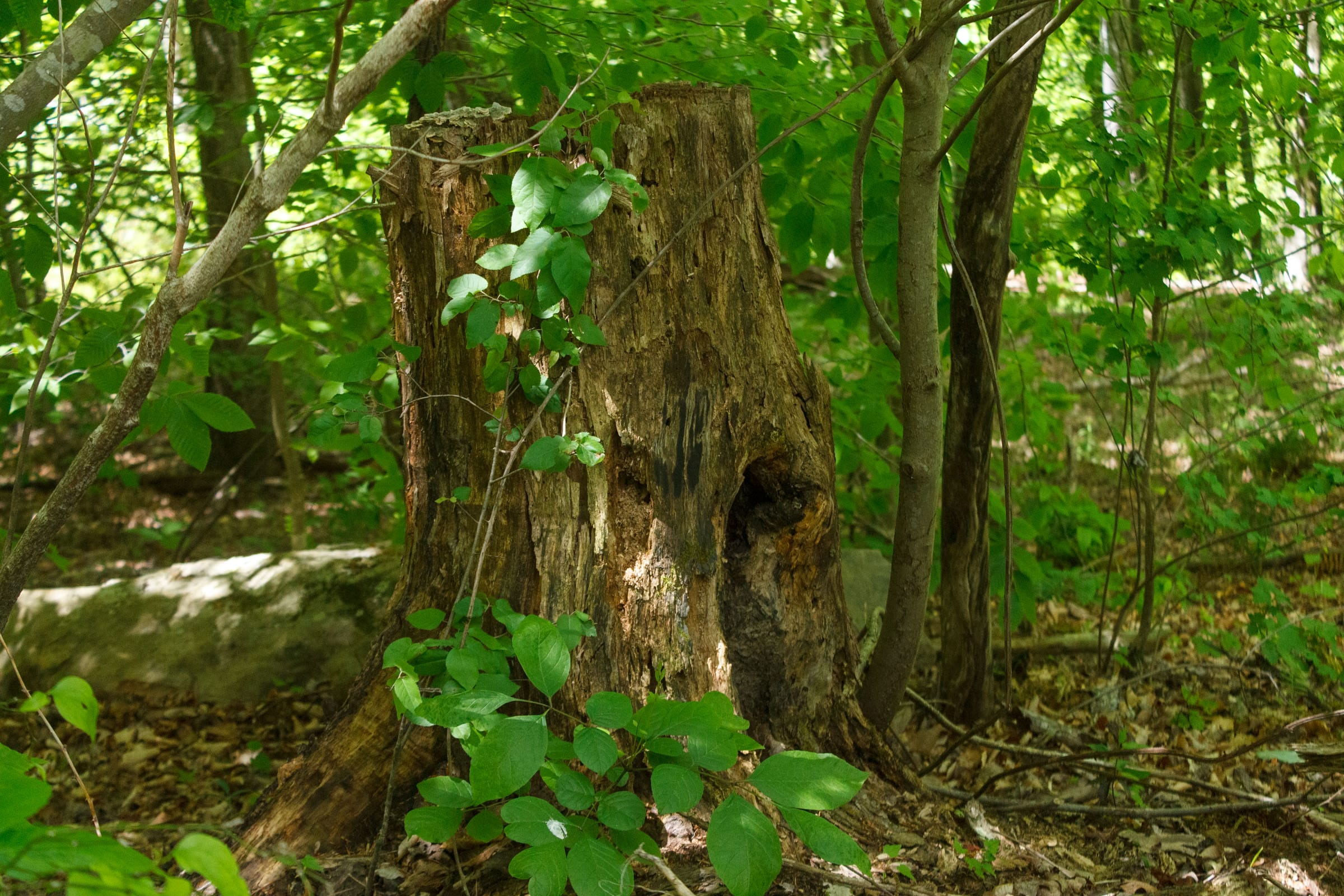 Riverbend Tract 16 photo 11