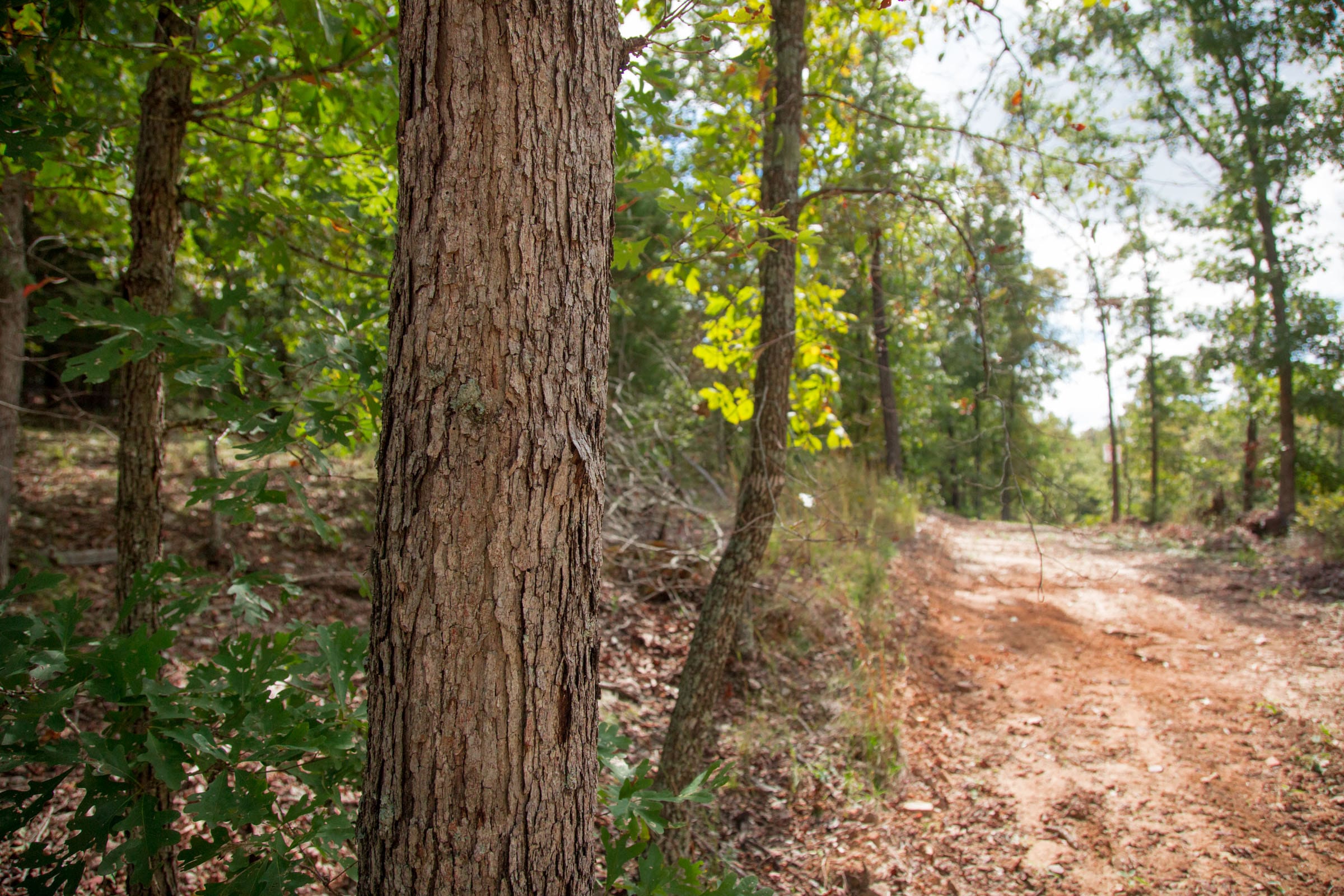 Wagon Wheel Ranch Tract 46 photo 7