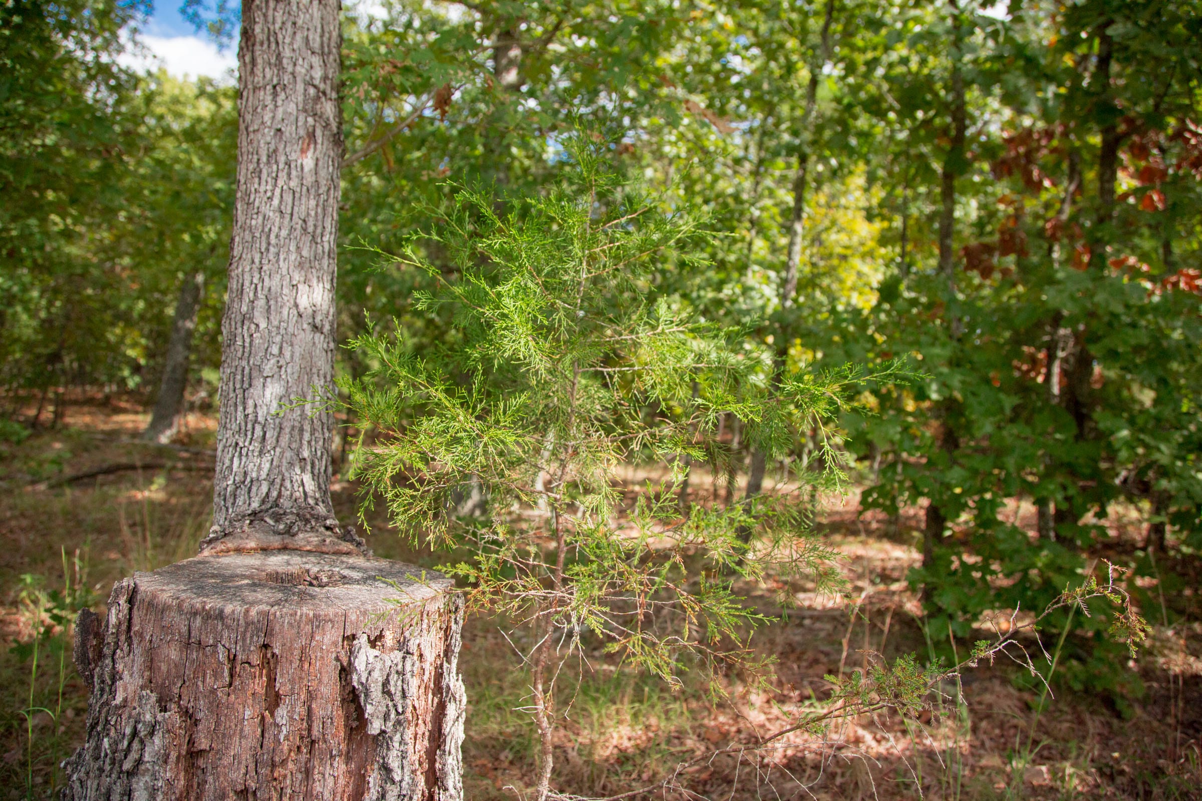 Wagon Wheel Ranch Tract 46 photo 9