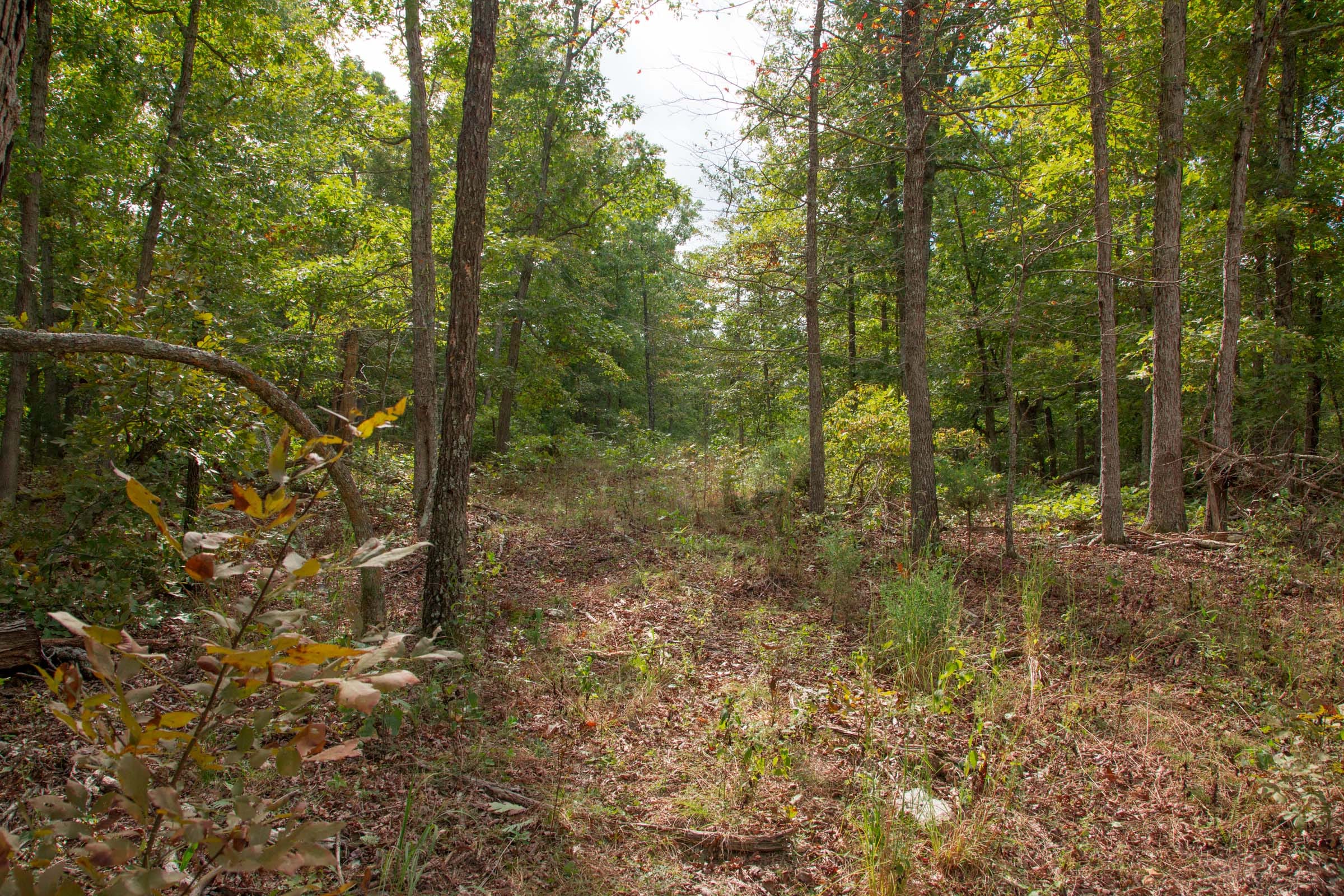 Wagon Wheel Ranch Tract 46 photo 11