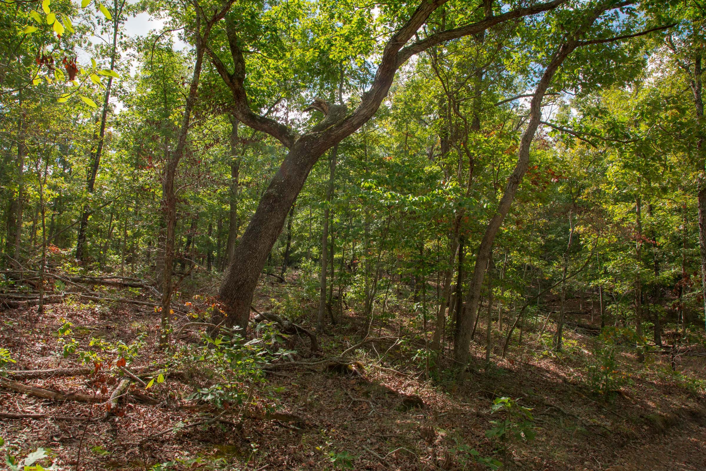 Wagon Wheel Ranch Tract 46 photo 16