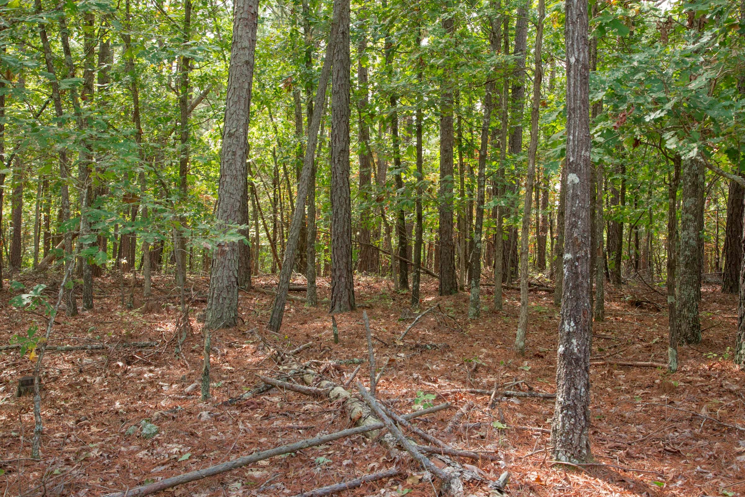 Wagon Wheel Ranch Tract 46 photo 18