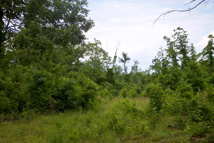Thunder Mountain Ranch Tract 41 photo 2