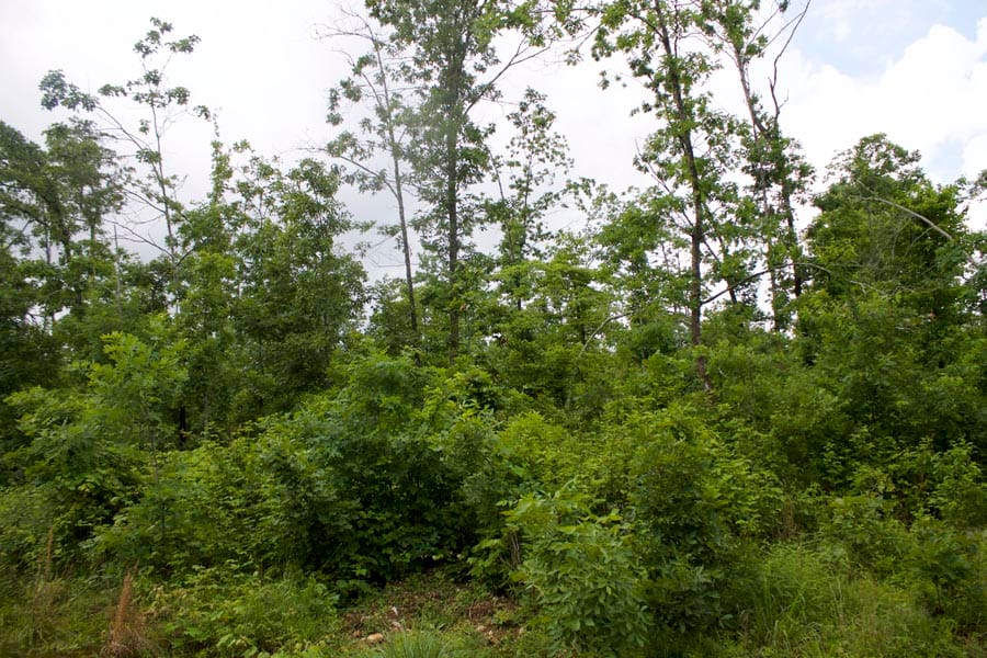 Thunder Mountain Ranch Tract 41 photo 3