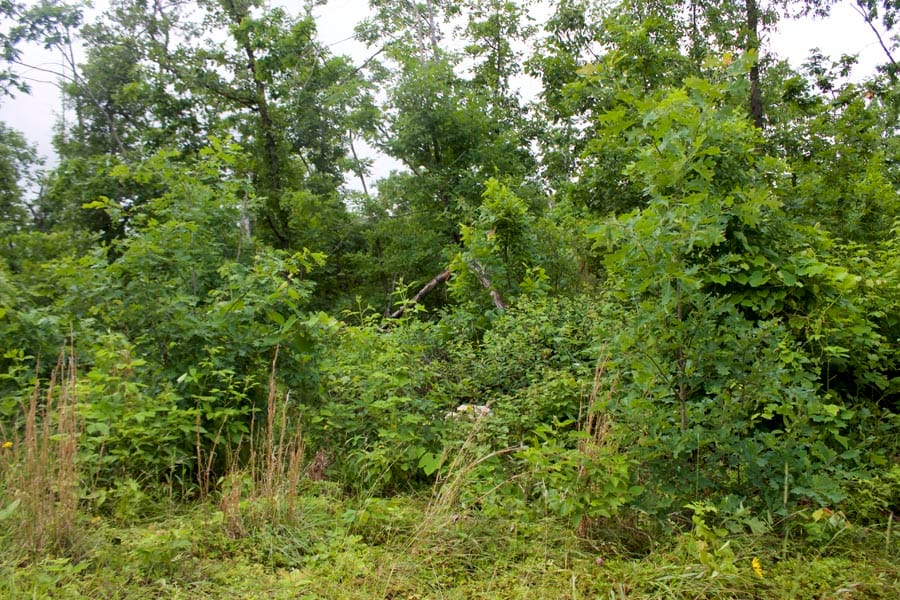 Thunder Mountain Ranch Tract 41 photo 4