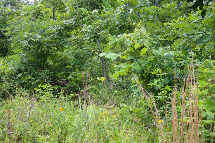 Thunder Mountain Ranch Tract 41 photo 5