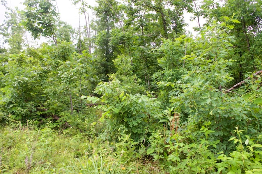 Thunder Mountain Ranch Tract 41 photo 8