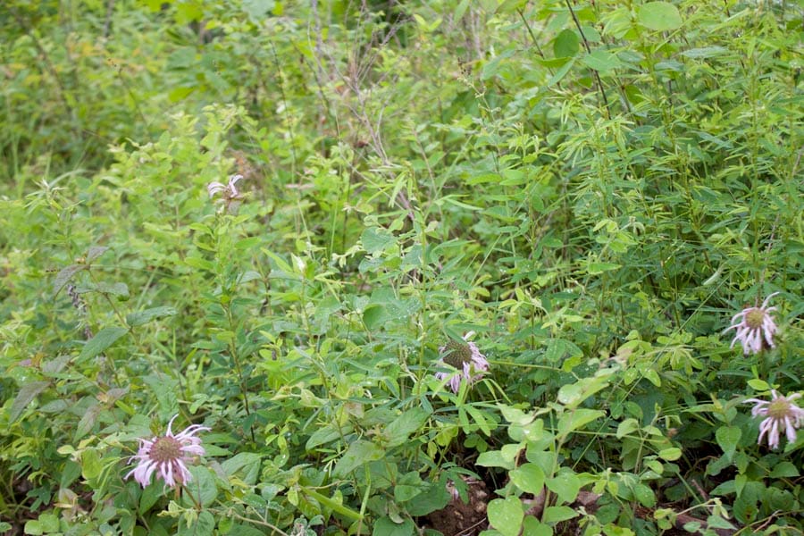 Thunder Mountain Ranch Tract 41 photo 9