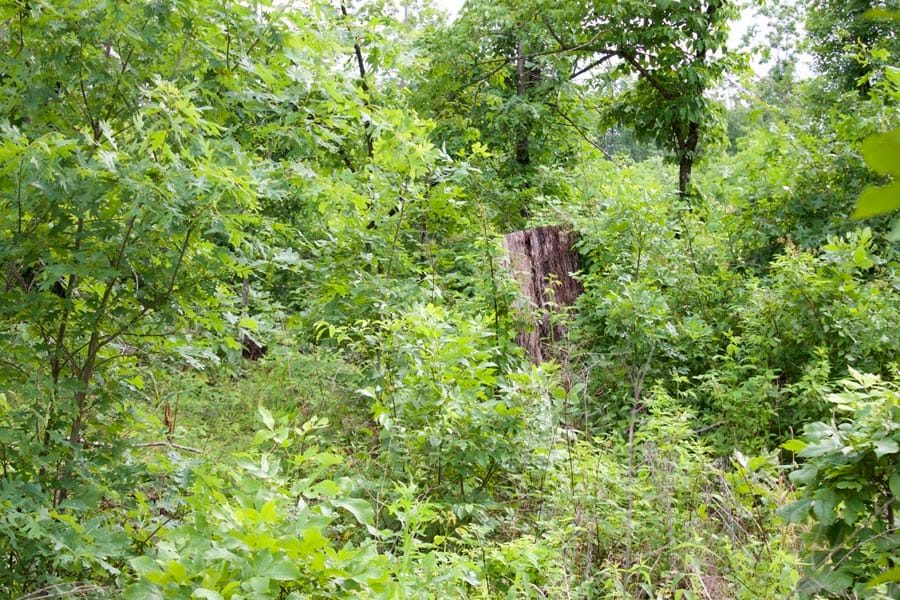 Thunder Mountain Ranch Tract 41 photo 10