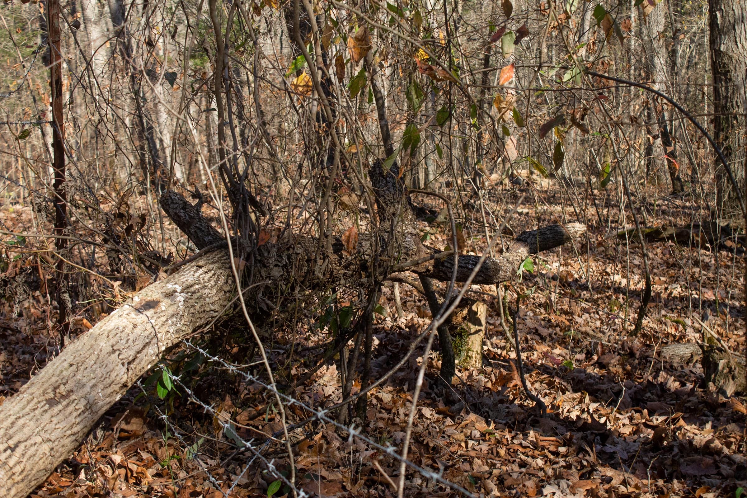 The Cliffs Tract 7 photo 6