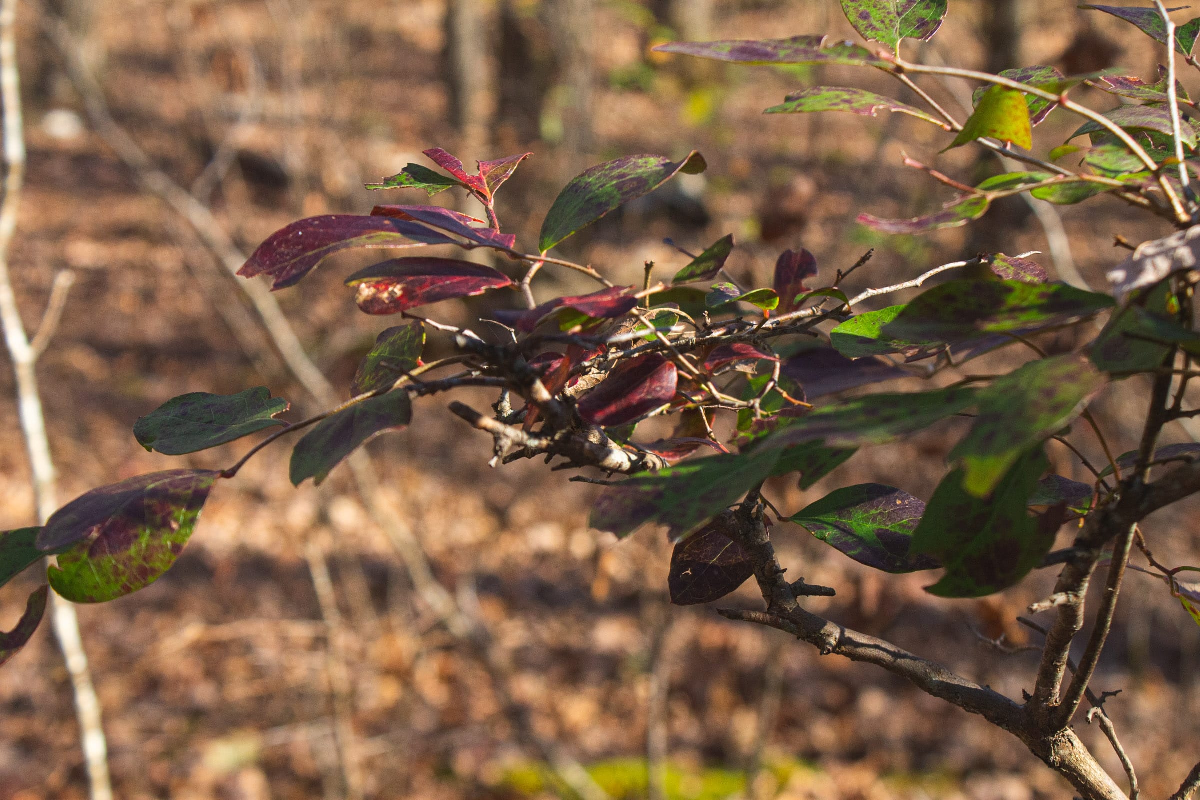 The Cliffs Tract 7 photo 8