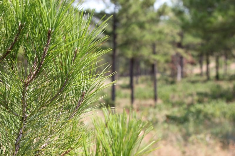 Lake View Ranch Tract 11 photo 2