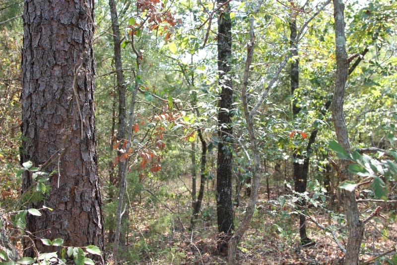 Lake View Ranch Tract 11 photo 5