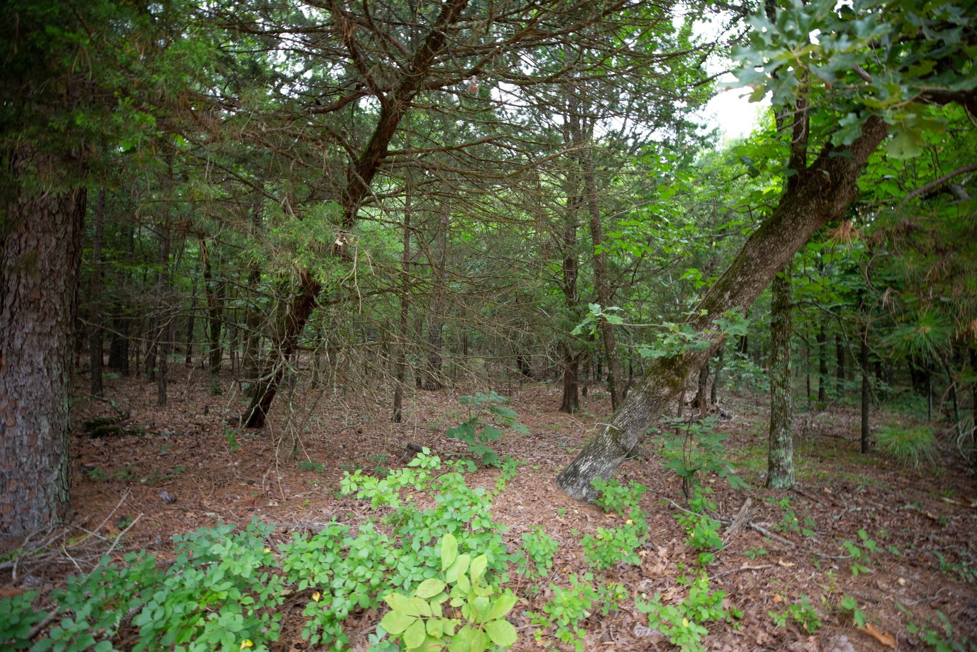 Eagle’s Nest Tract 67 photo 6