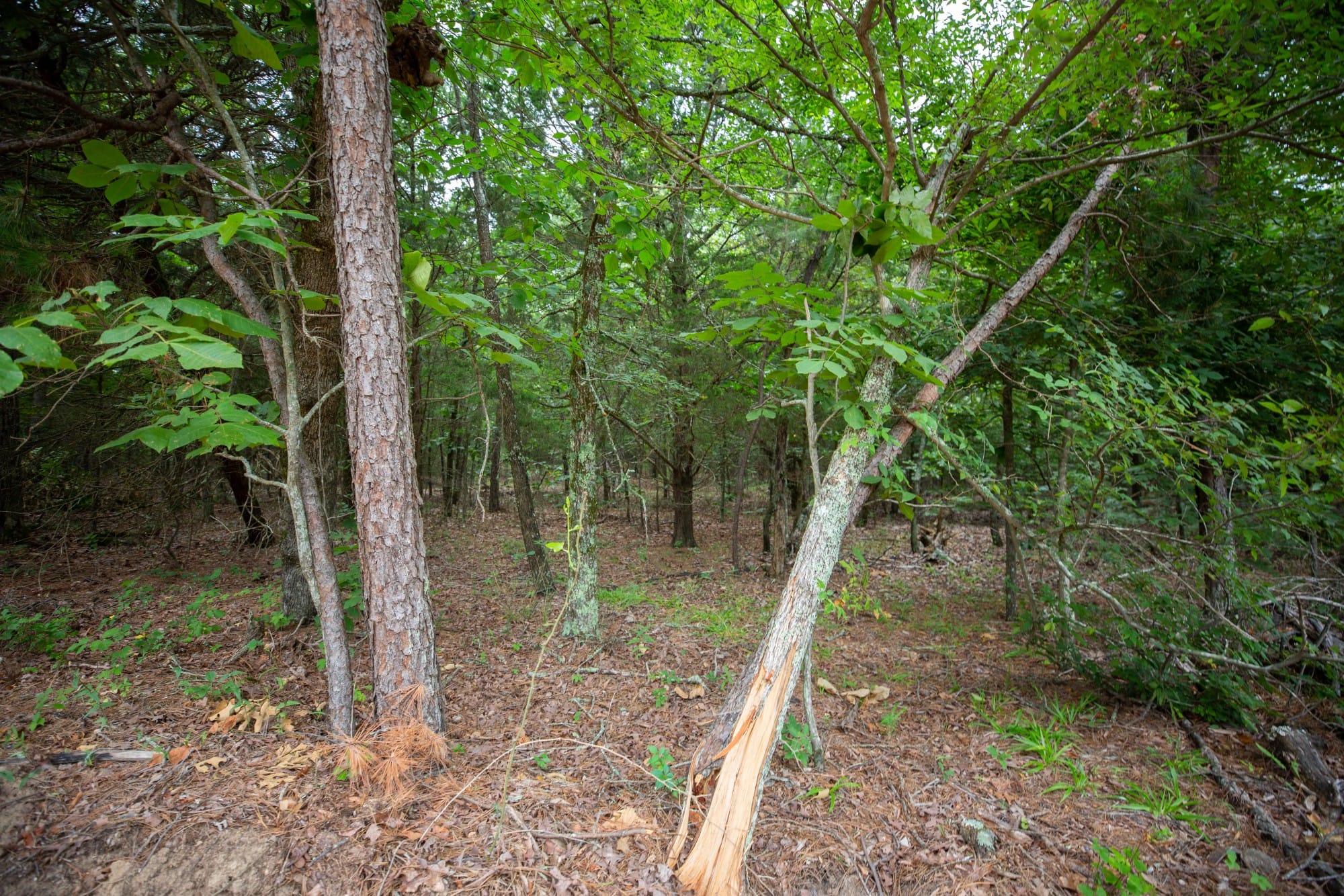 Eagle’s Nest Tract 67 photo 7