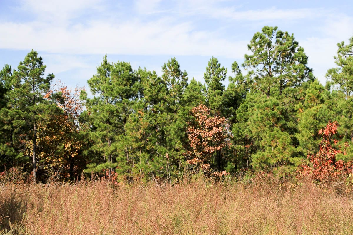 Stone Creek Phase III Tract 49 photo 5