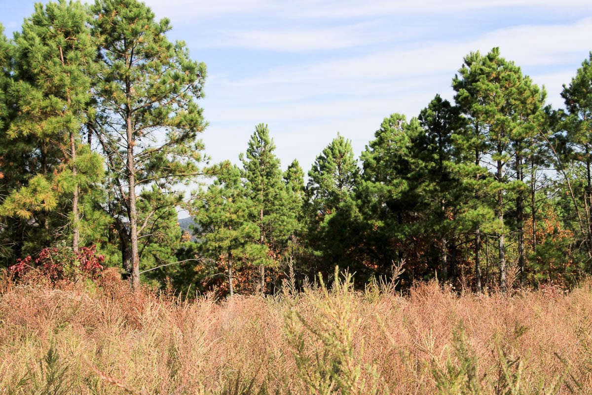 Stone Creek Phase III Tract 49 photo 6