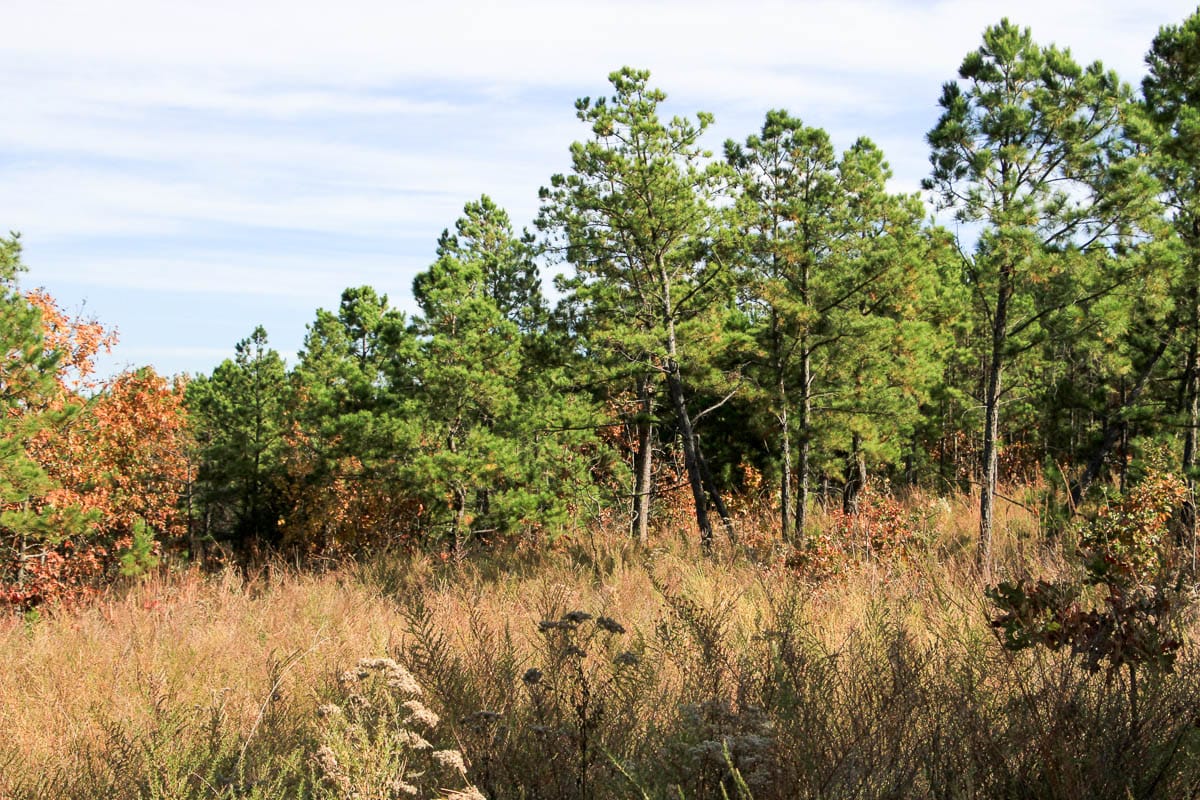 Stone Creek Phase III Tract 49 photo 7